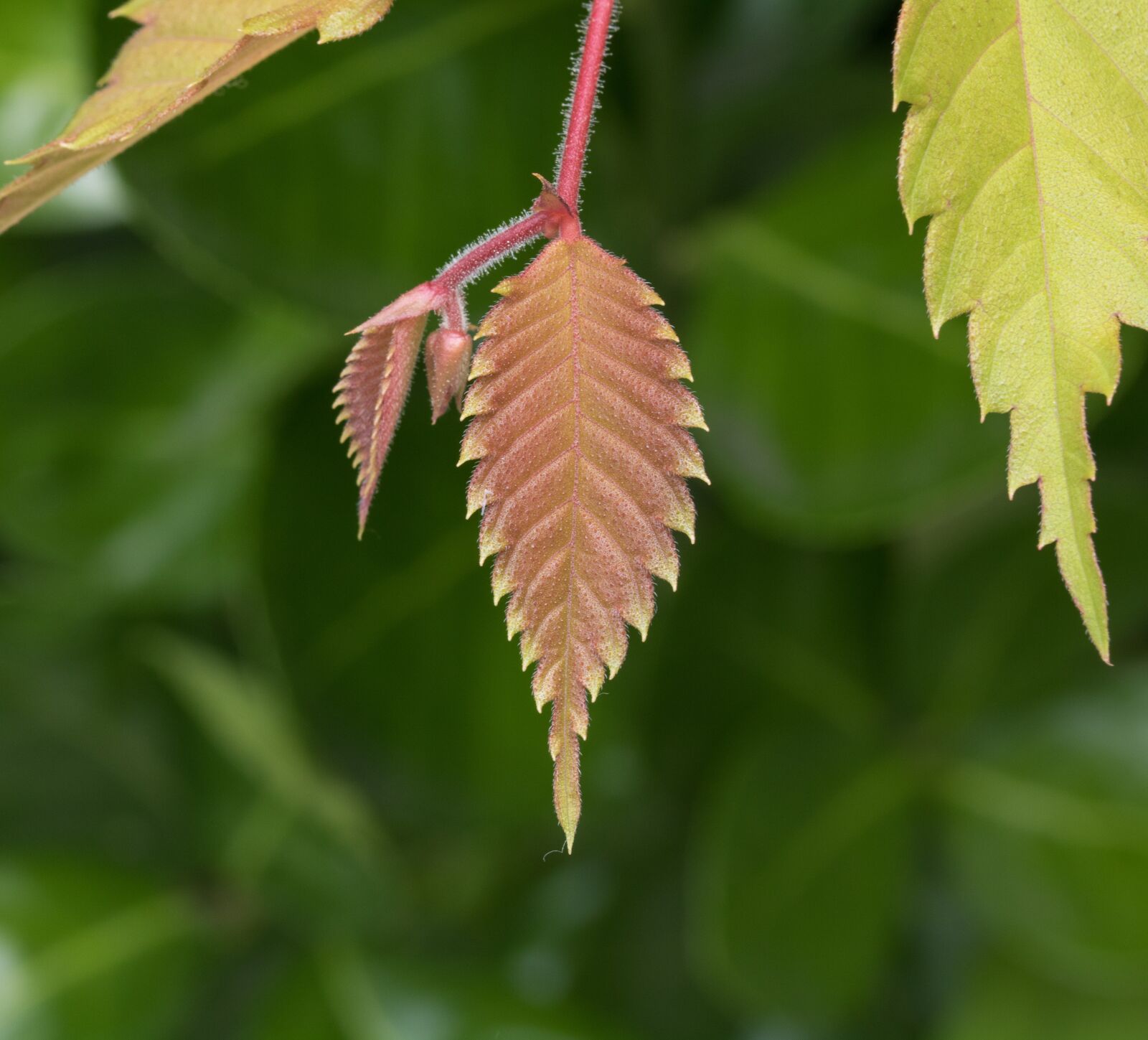 Canon EOS 750D (EOS Rebel T6i / EOS Kiss X8i) sample photo. Bud, fresh medium, spring photography