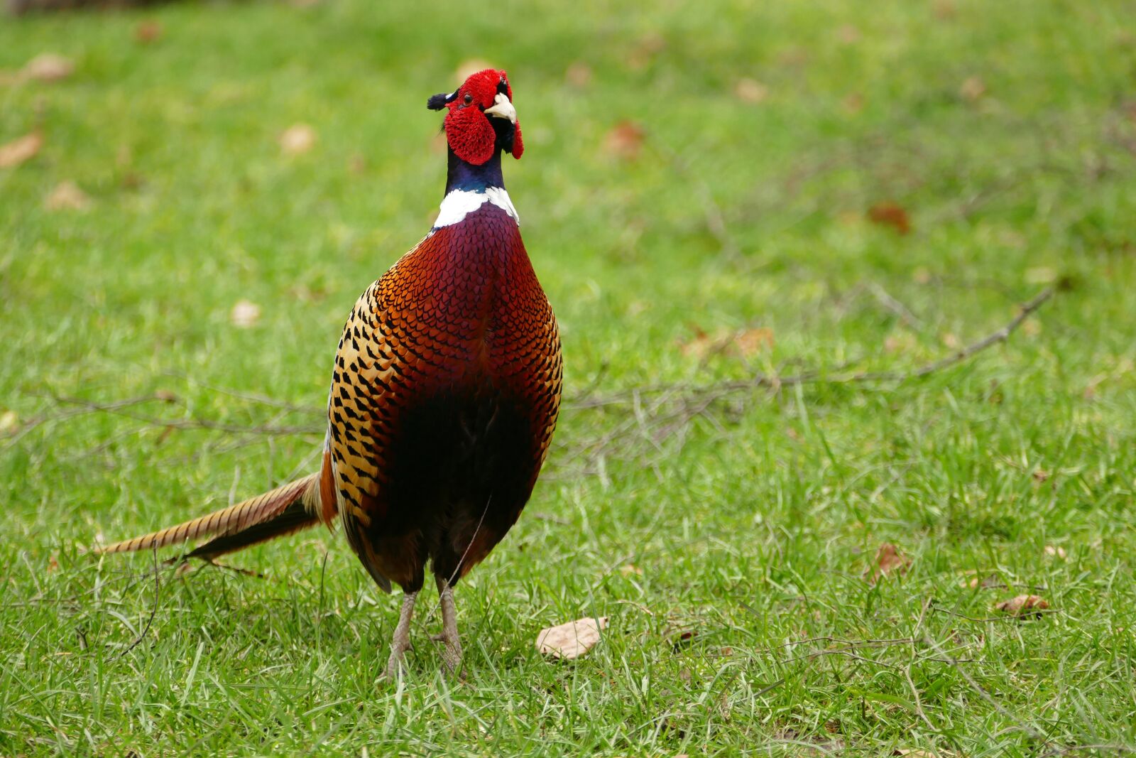 Panasonic Lumix DMC-FZ1000 sample photo. Pheasant, bird, animal photography