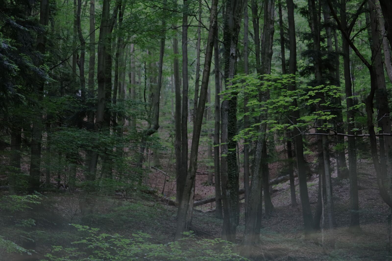 Canon EF-S 55-250mm F4-5.6 IS STM sample photo. Woods, forest, fog photography