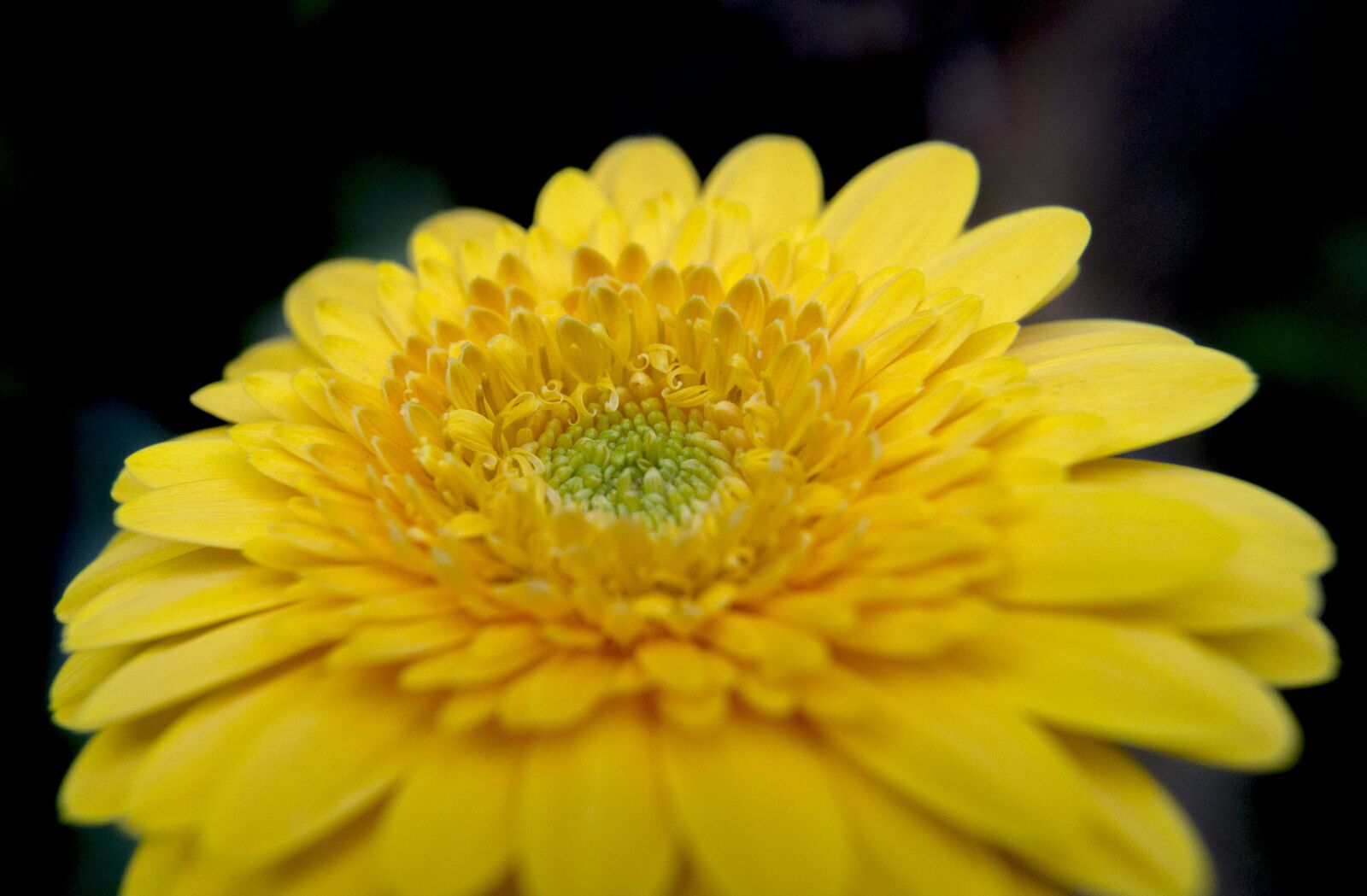 Sony SLT-A57 sample photo. Flower, yellow, bloom photography