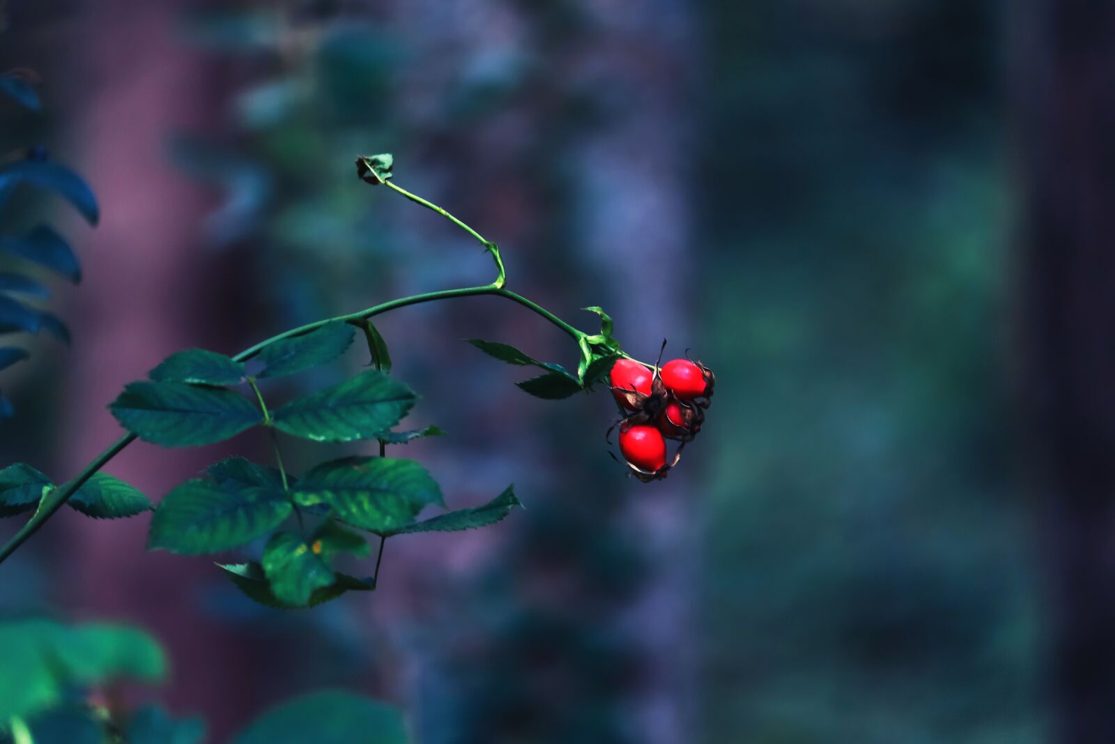 Canon EOS 77D (EOS 9000D / EOS 770D) sample photo. Rose hip, wild rose photography