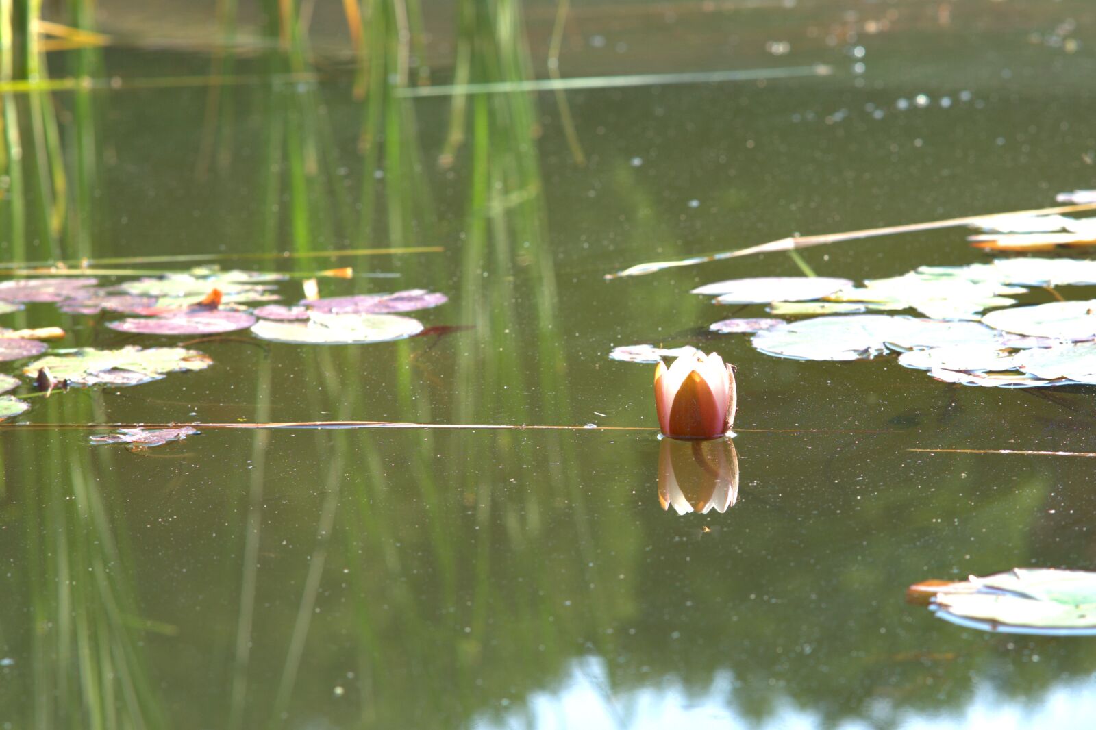 Sony a7 II + Sony FE 85mm F1.8 sample photo. Water lily, flower, nuphar photography