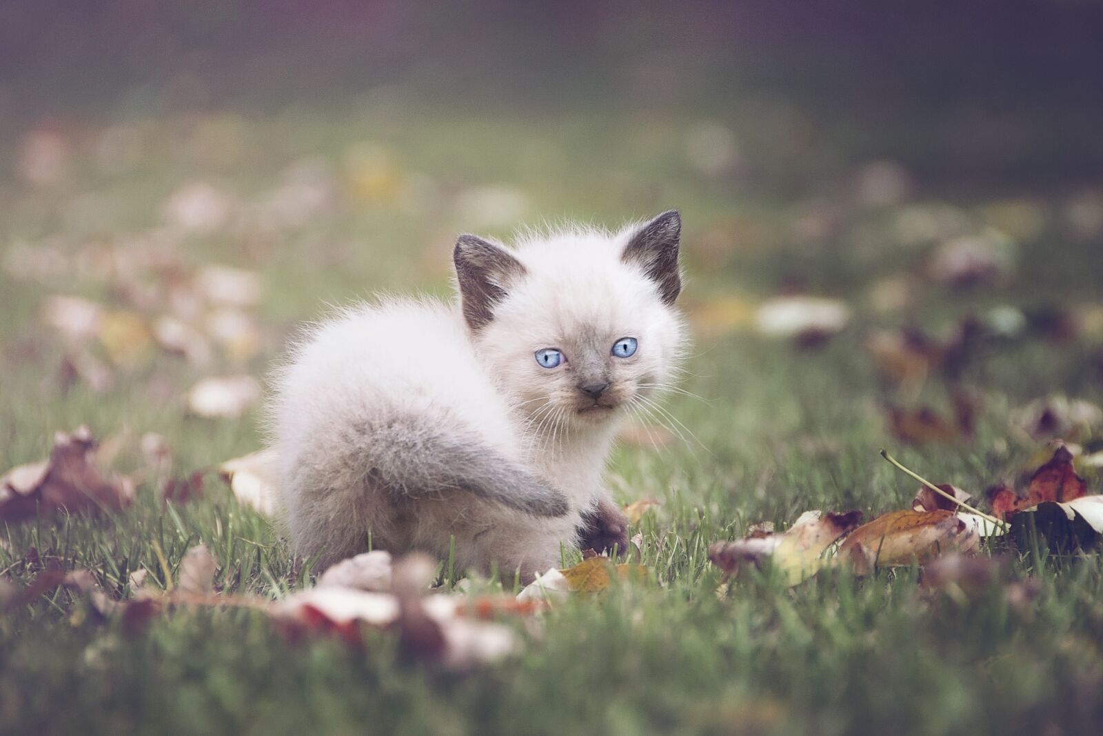 Nikon D90 sample photo. Kitten, cat, blue eyes photography