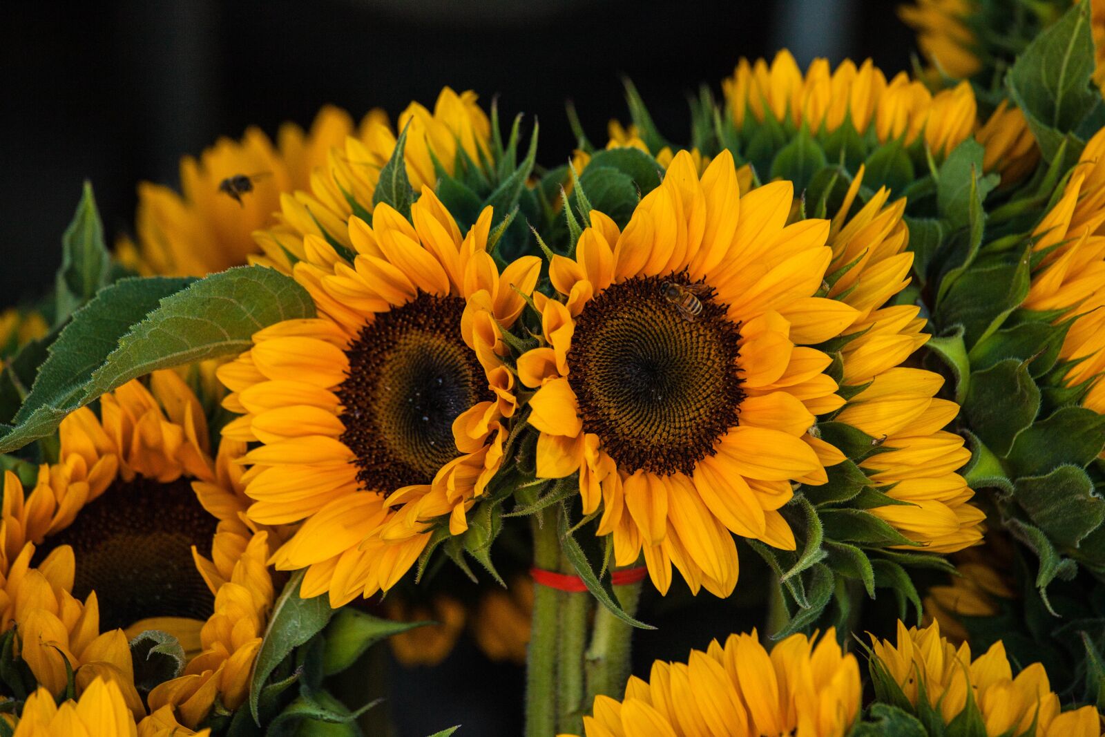 Canon EF 70-200mm F4L IS USM sample photo. Sunflowers, yellow, nature photography