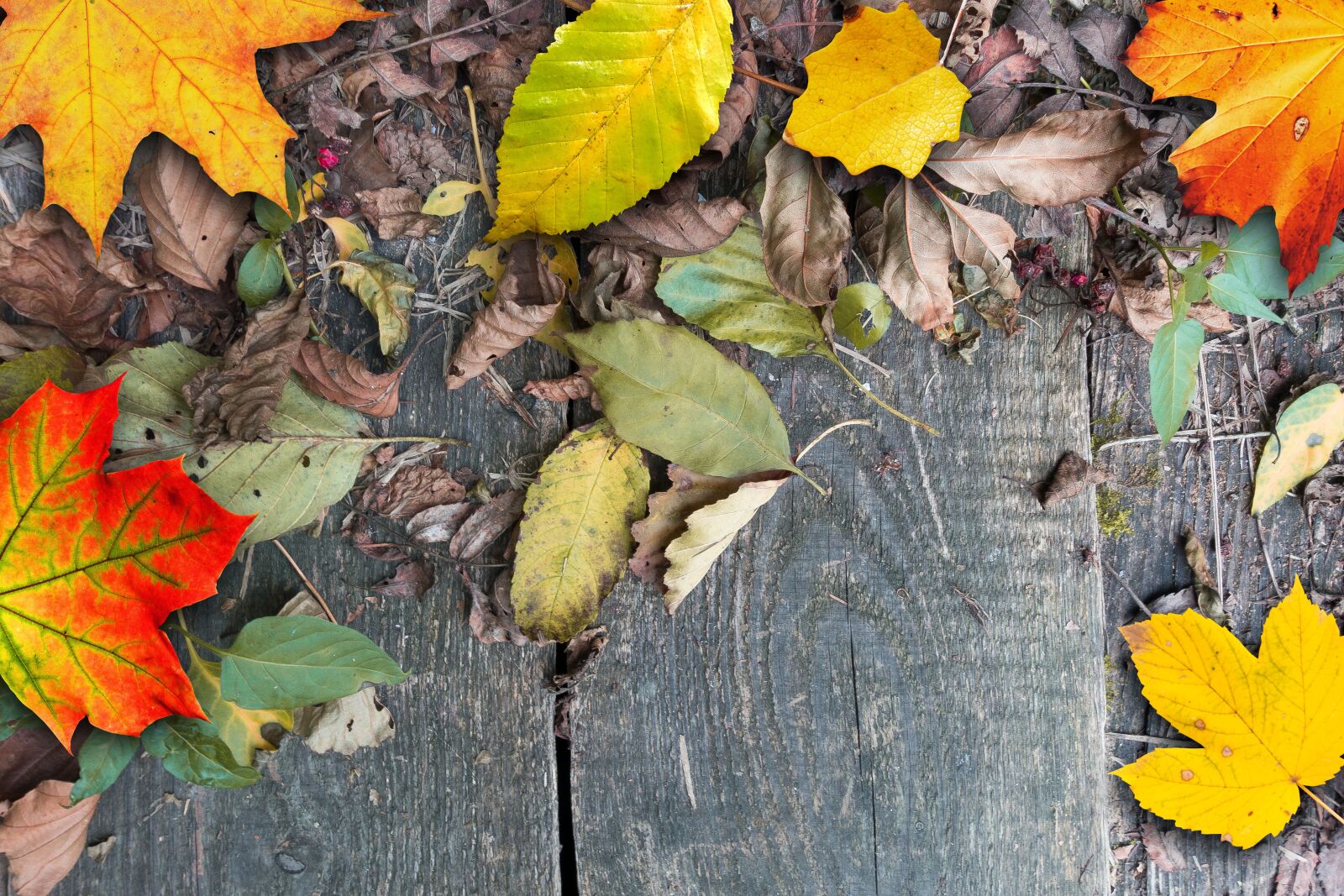 Sony Cyber-shot DSC-RX100 III sample photo. Autumn, leaves, colorful photography