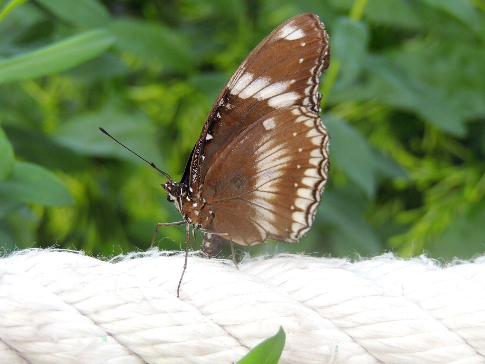 Nikon Coolpix P510 sample photo. Butterfly, insect, wing photography