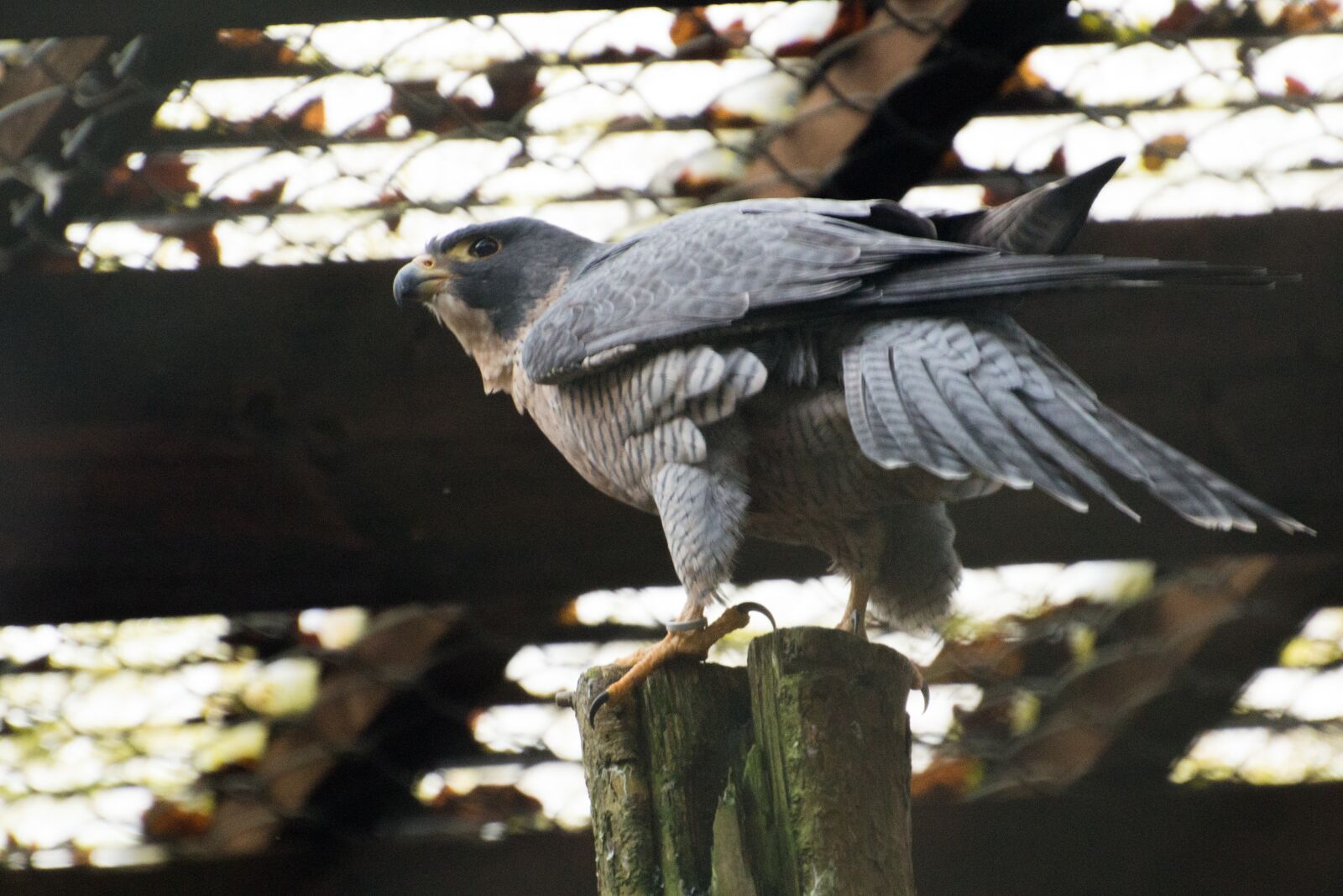 Nikon D3200 sample photo. Bird, nature, animal world photography