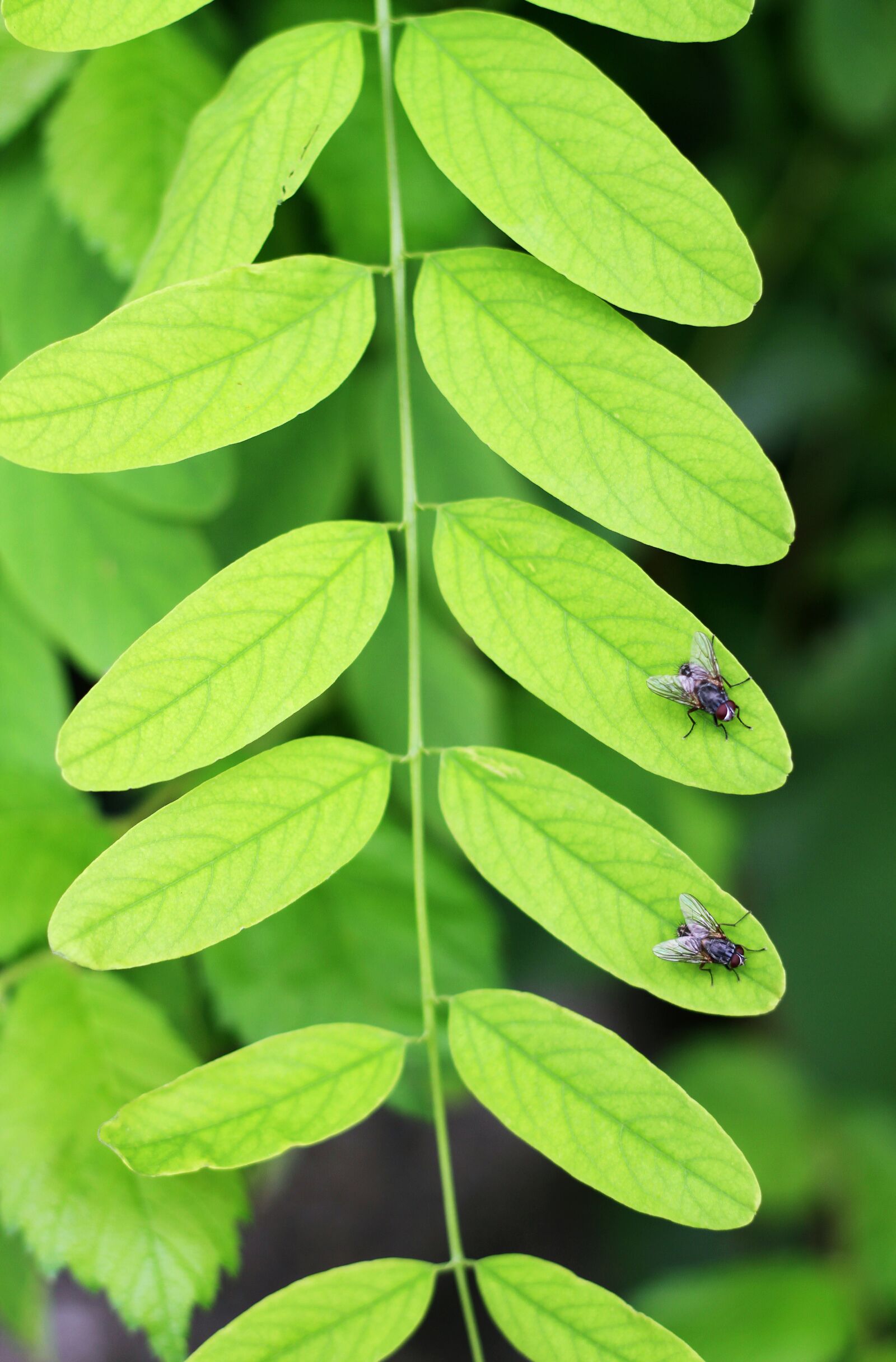 Canon EOS 7D sample photo. Fly, green, leaf photography