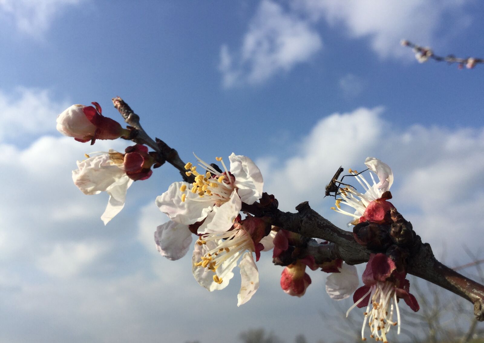 Apple iPod touch sample photo. Spring, nature, flowers photography