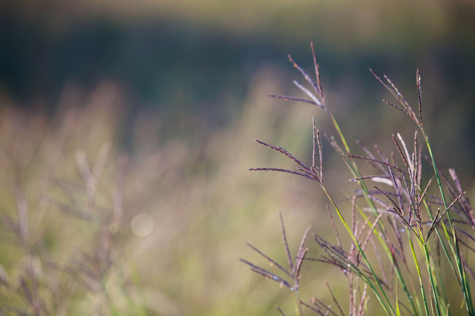 Canon EOS 5D Mark II sample photo. Big, bluestem, grass, native photography
