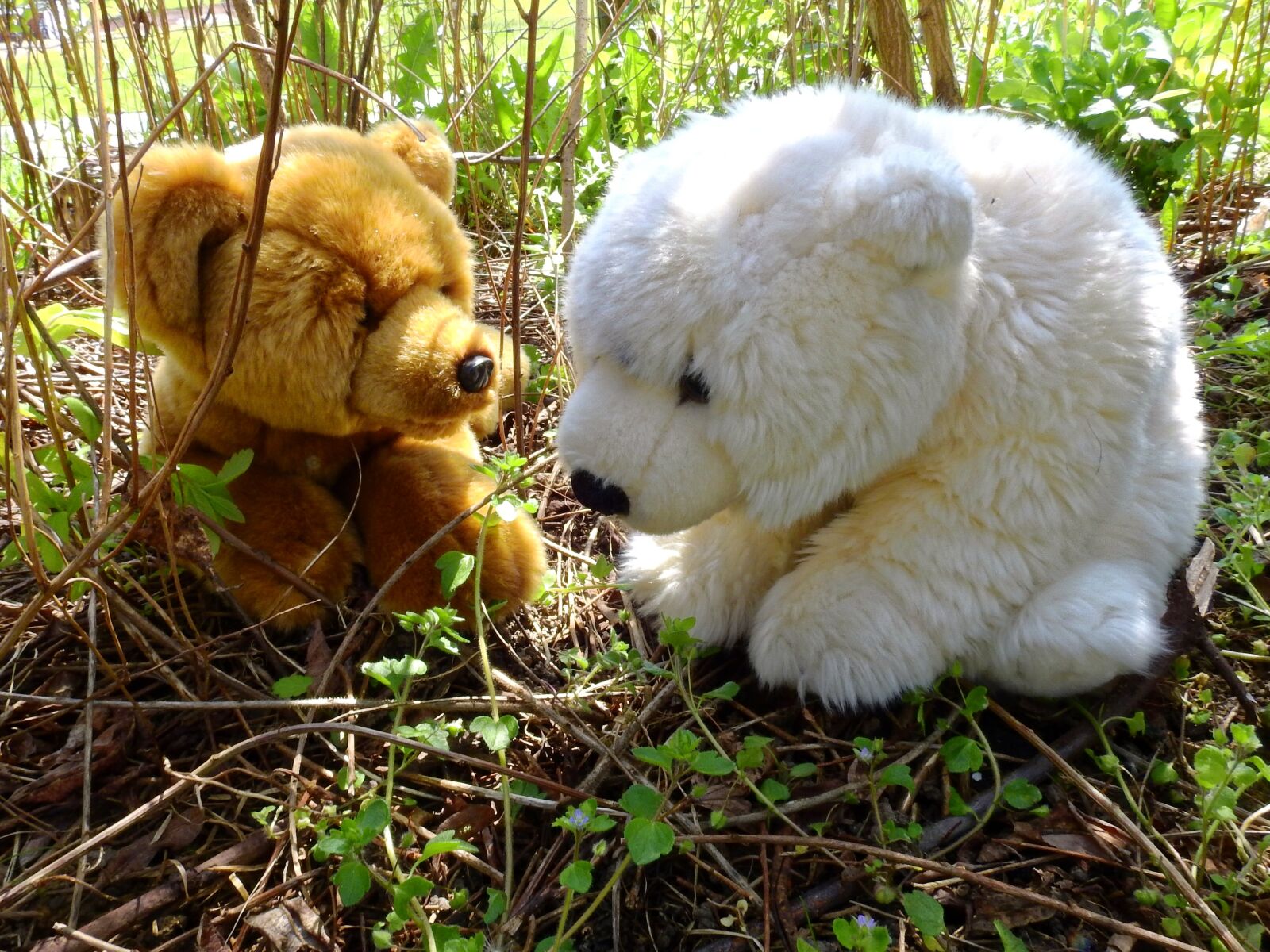 Nikon Coolpix P900 sample photo. Bear, cuddly bear, stuffed photography