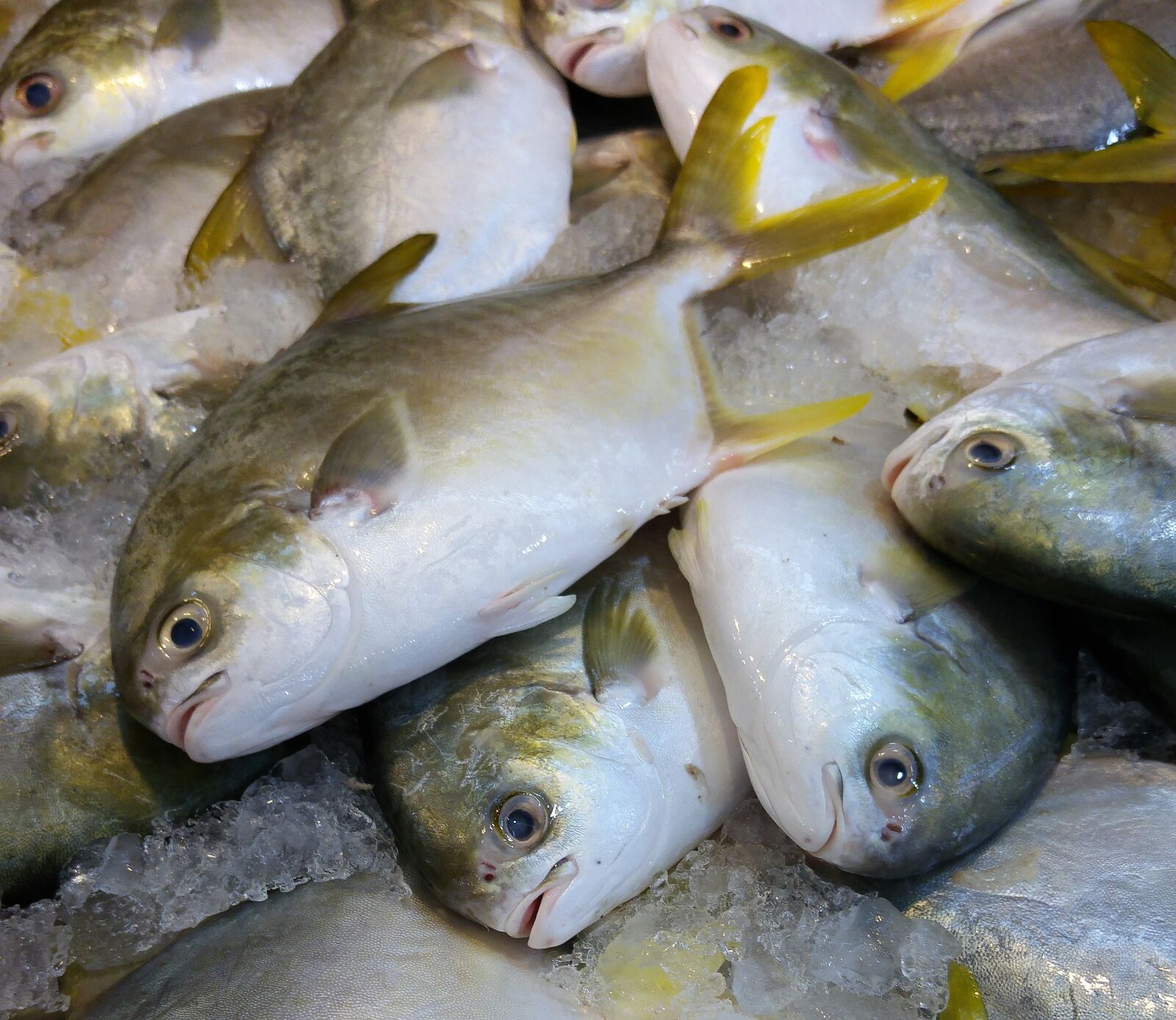 LG G4 sample photo. Fish, seafood, sea photography