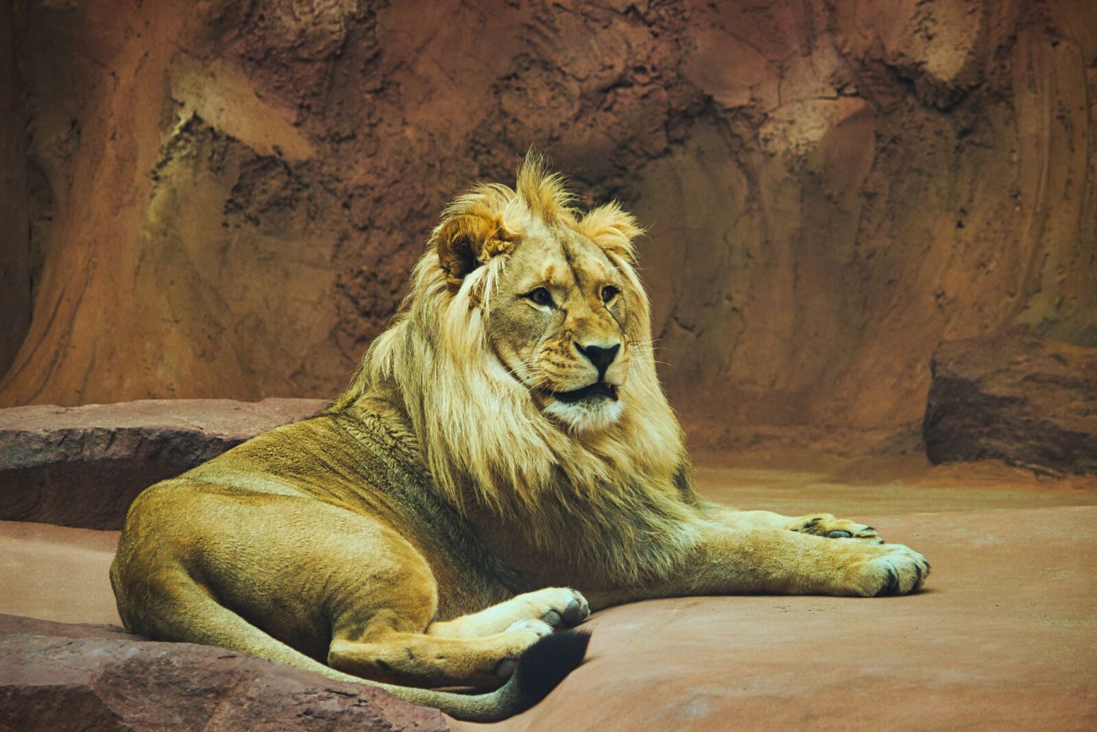Canon EOS 600D (Rebel EOS T3i / EOS Kiss X5) sample photo. Lion, male, big cat photography