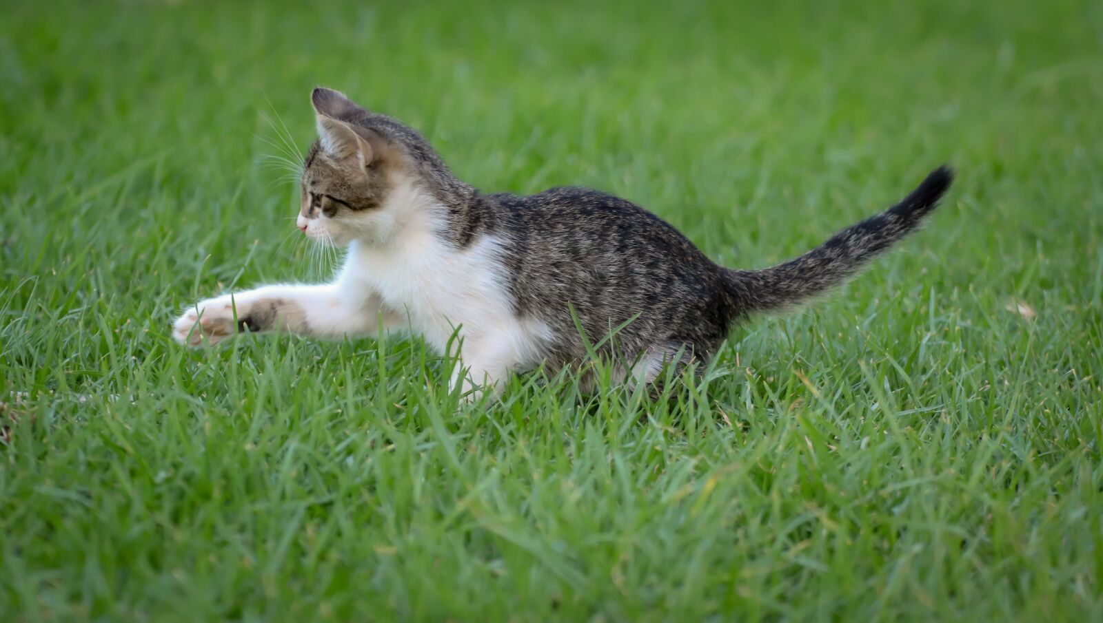 Canon EOS 200D (EOS Rebel SL2 / EOS Kiss X9) sample photo. Cat, small, play photography
