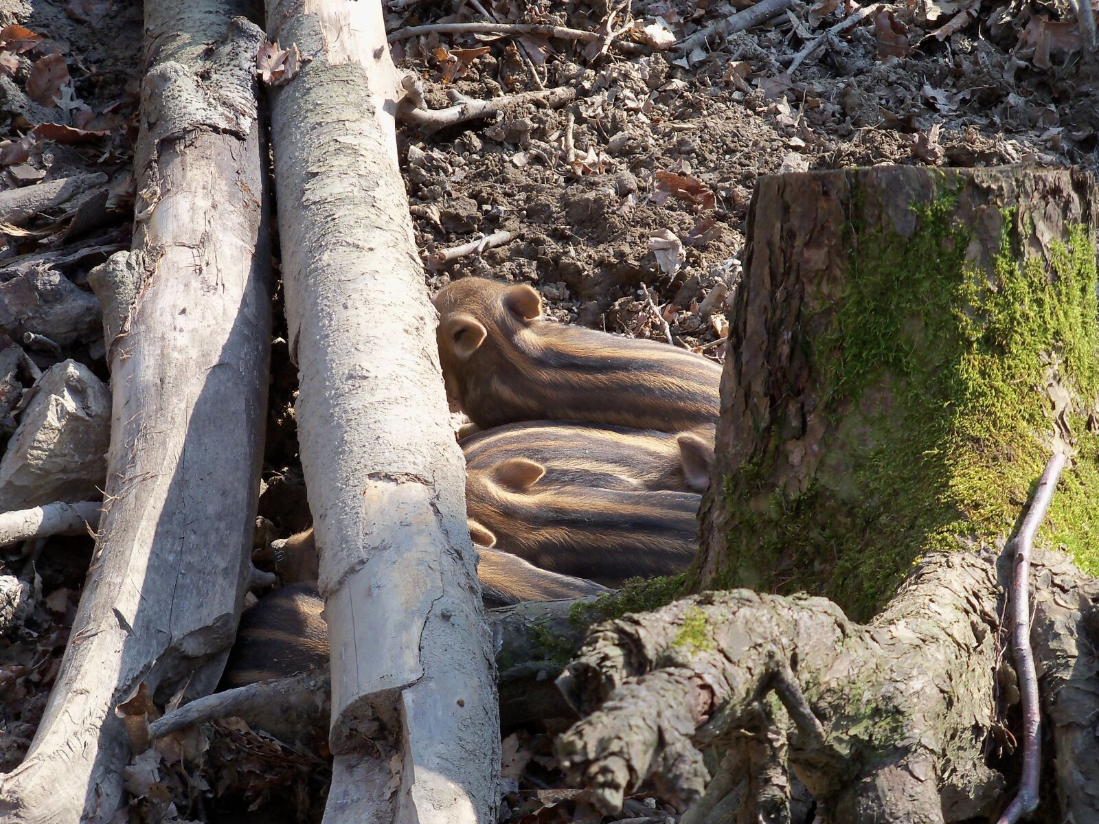 Kodak EasyShare Z915 sample photo. Forest, boar, spring photography