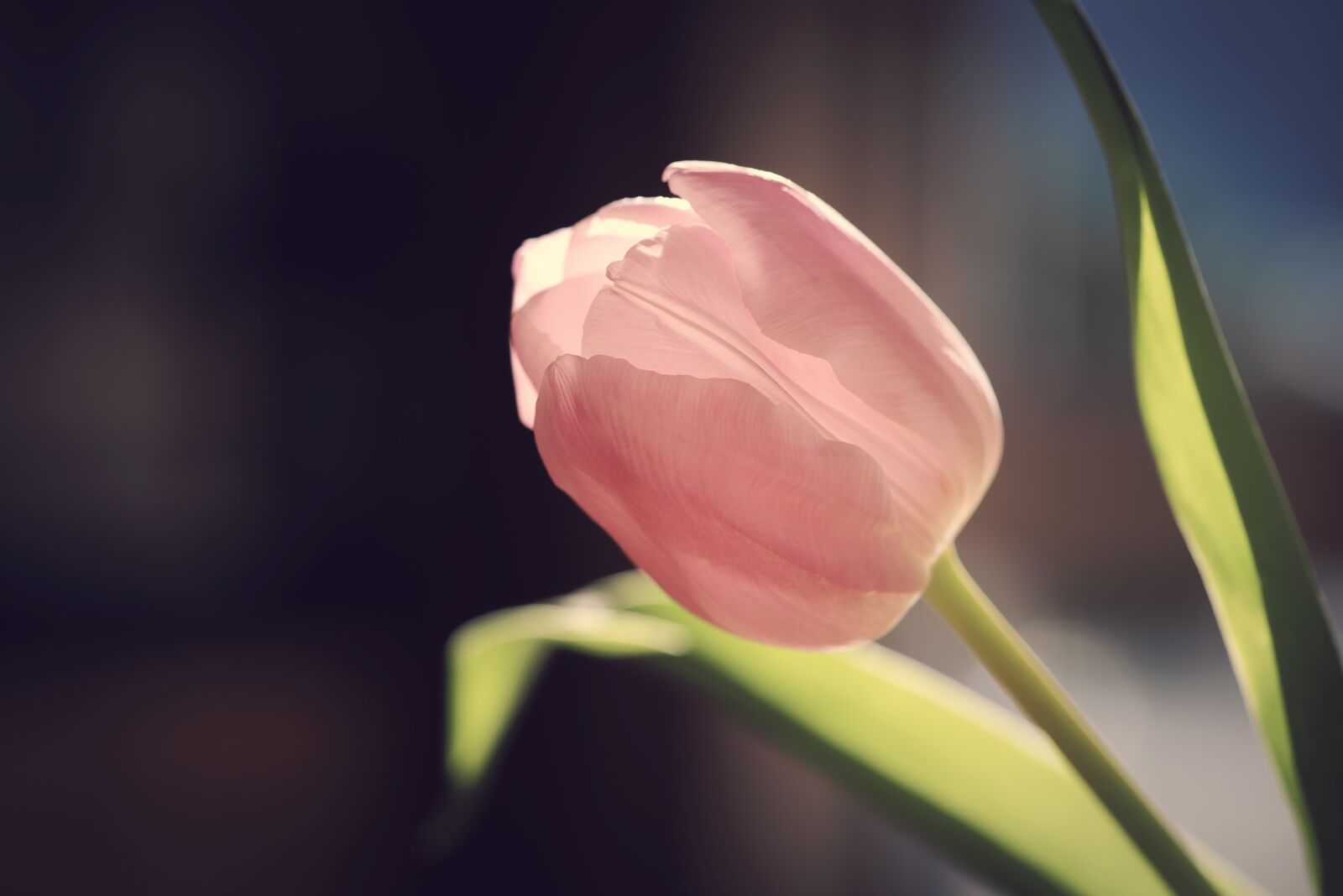Nikon D750 sample photo. Tulip, flower, blossom photography