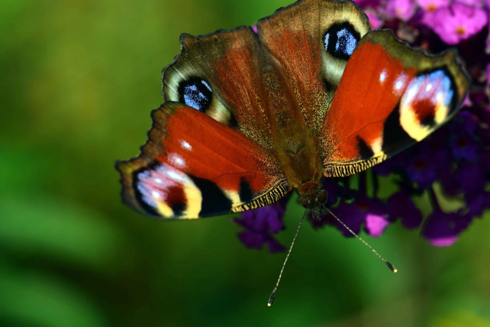 Nikon D3300 sample photo. Animal, nature, wildlife, invertebrate photography
