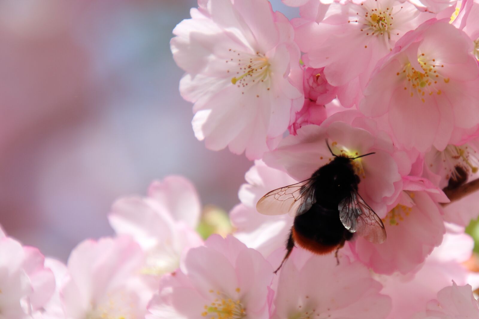 Canon EOS 1300D (EOS Rebel T6 / EOS Kiss X80) sample photo. Hummel, wing, flower photography