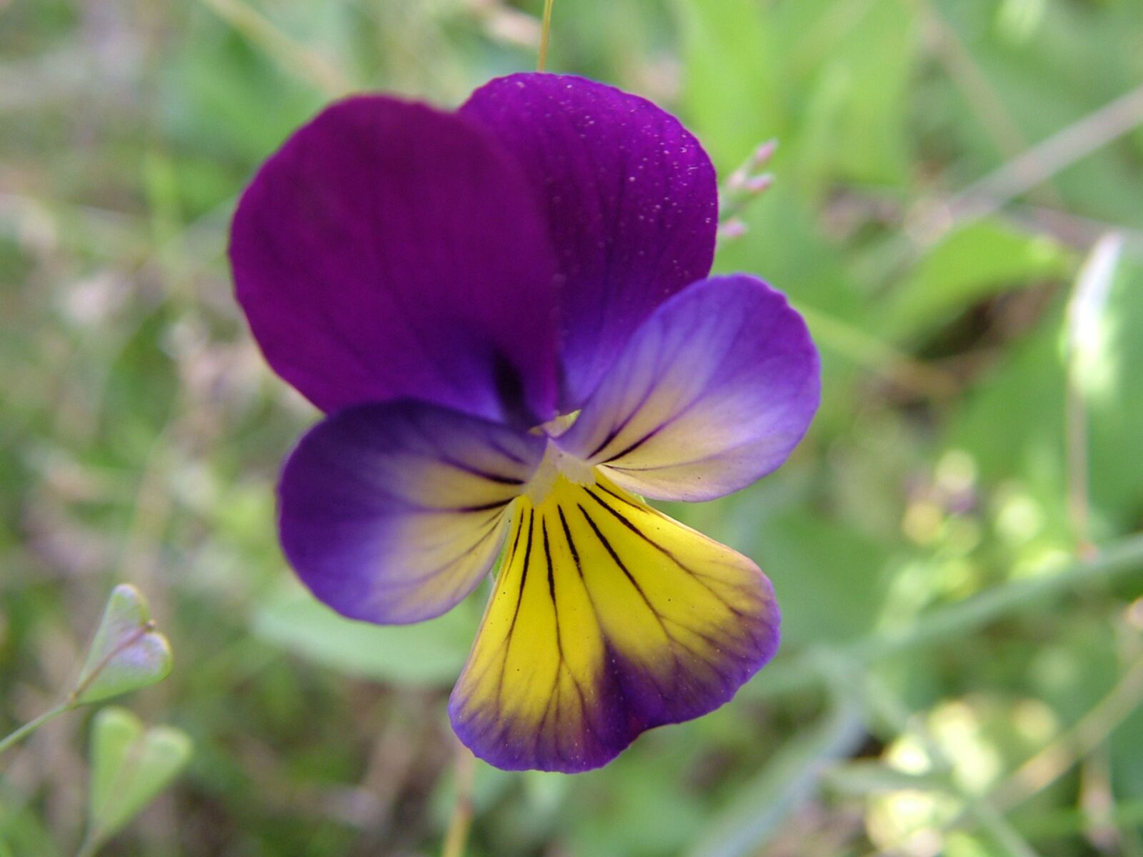 Fujifilm FinePix S7000 sample photo. Flower, plant, purple photography