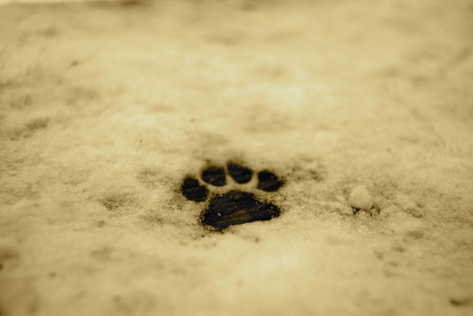 Nikon D3000 sample photo. Paw, print, animal photography
