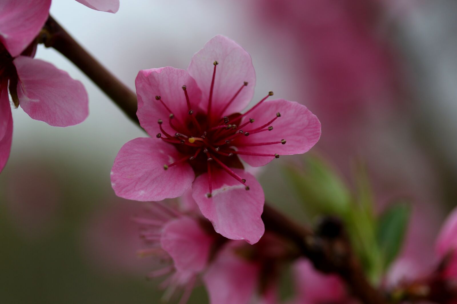 Canon EF-S 60mm F2.8 Macro USM sample photo. Flowers, pink, casey photography