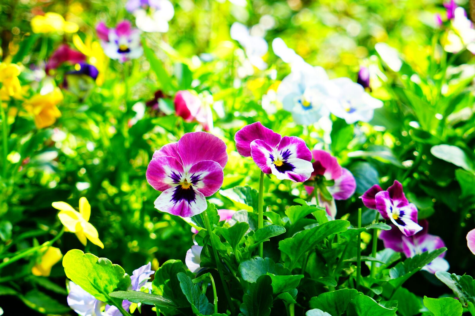 Sony a7R II + Sony Vario Tessar T* FE 24-70mm F4 ZA OSS sample photo. Pansy, violet, blossom photography