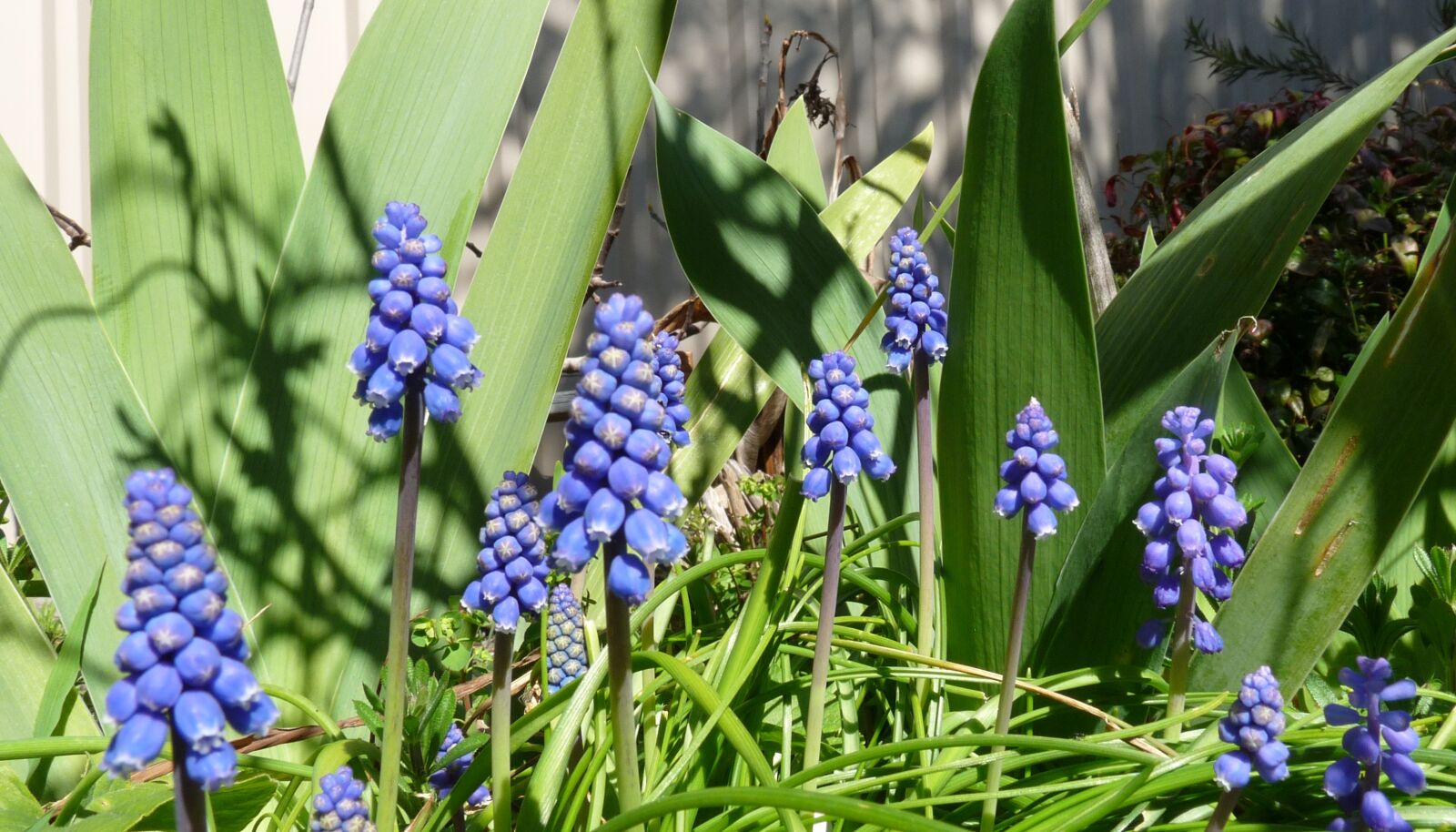 Panasonic Lumix DMC-FZ28 sample photo. Flowers, blue, bulbs photography