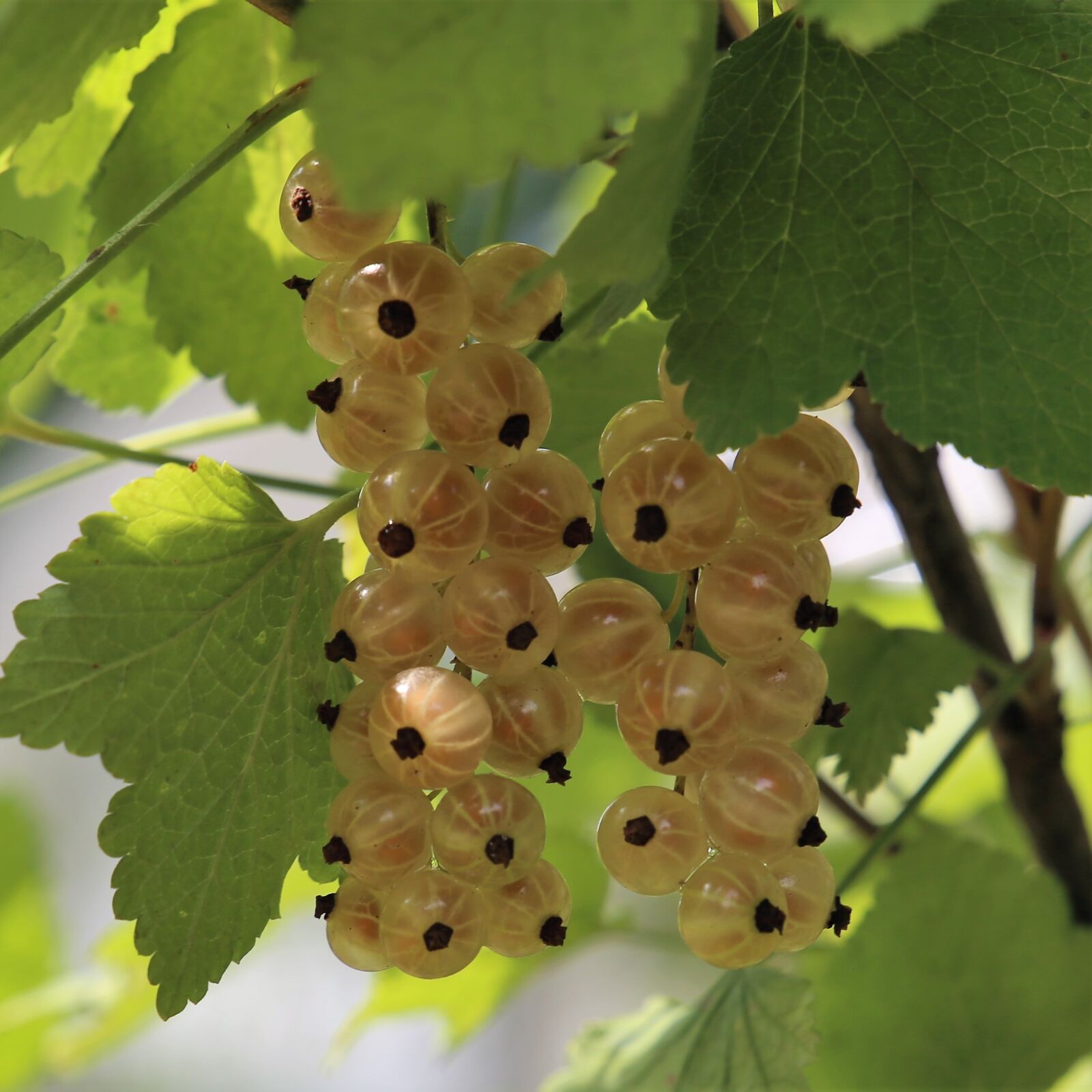 Canon EF 24-105mm F3.5-5.6 IS STM sample photo. Currant, summer, berry photography