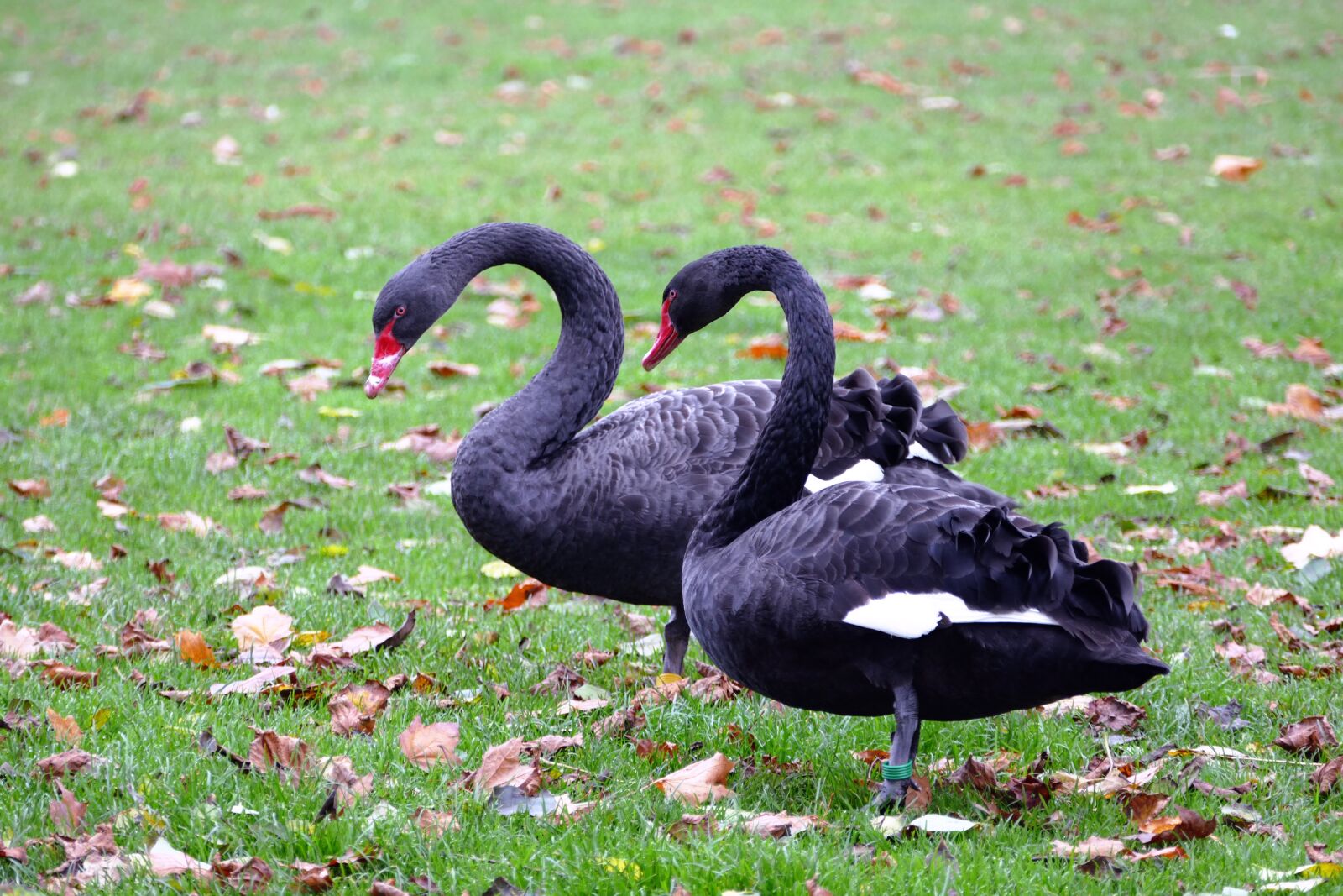 Panasonic Lumix DMC-FZ1000 sample photo. Animals, avian, beaks, black photography