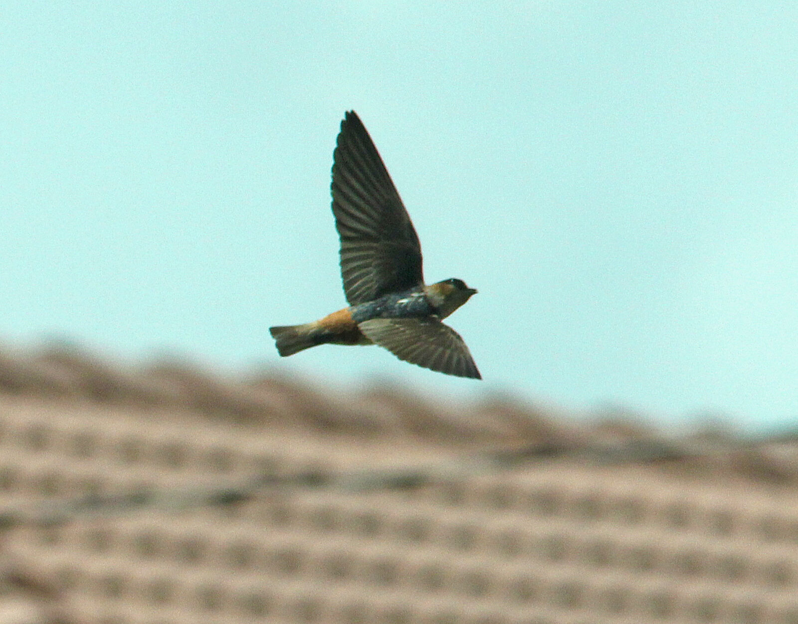 Canon EF 300mm F4L IS USM sample photo