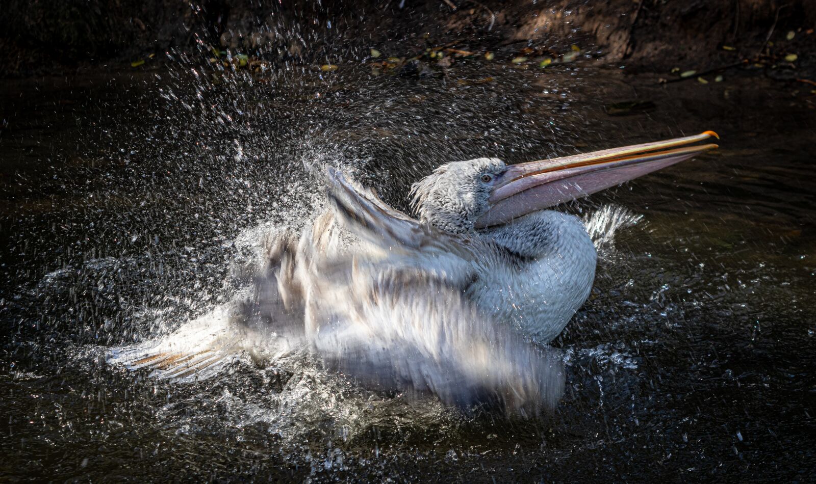 Canon EF 70-300 F4-5.6 IS II USM sample photo. Pelikan, zoo, bird photography