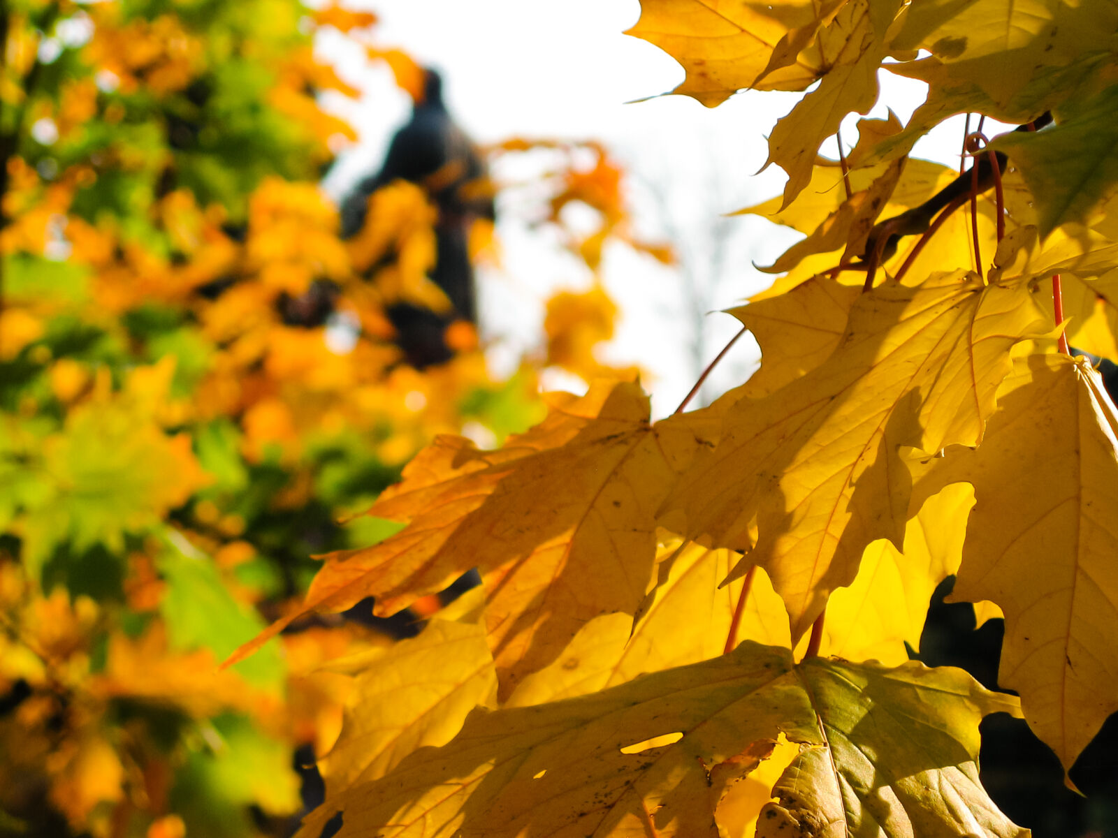 Canon POWERSHOT A80 sample photo. Autumn, autumn, colours, fall photography