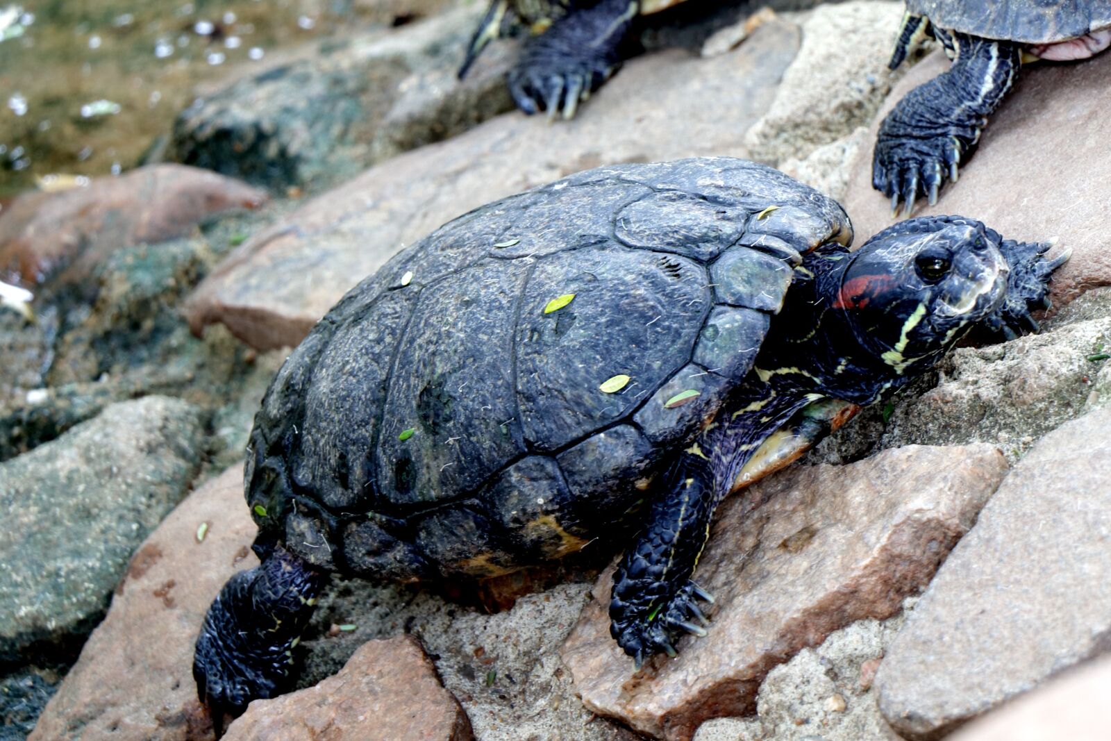 Canon EF-S 18-135mm F3.5-5.6 IS USM sample photo. Nature, water turtle, turtle photography
