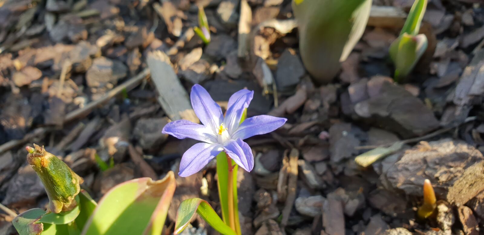 Samsung Galaxy S9+ sample photo. Nature, flower, plant photography