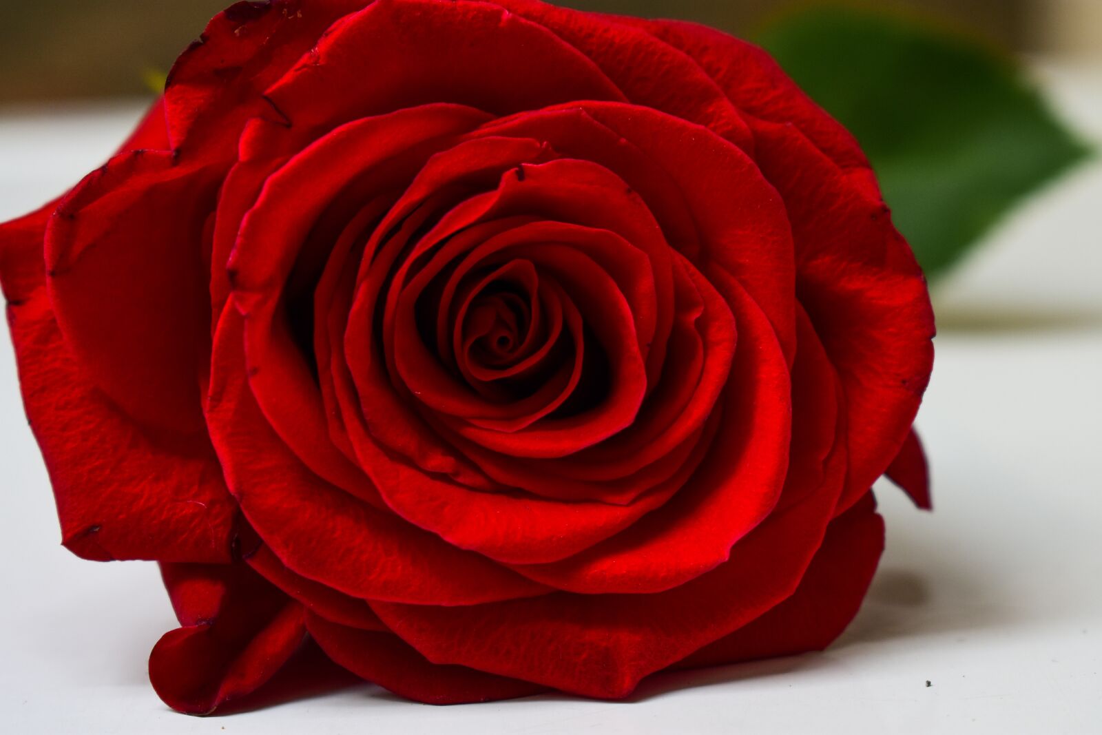 Nikon D3400 sample photo. Rosa, approach photography