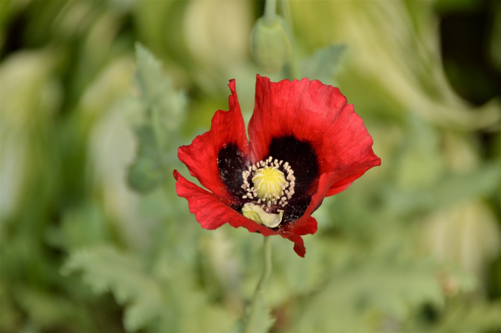 Nikon D3200 sample photo. Poppy, flowers, plants photography