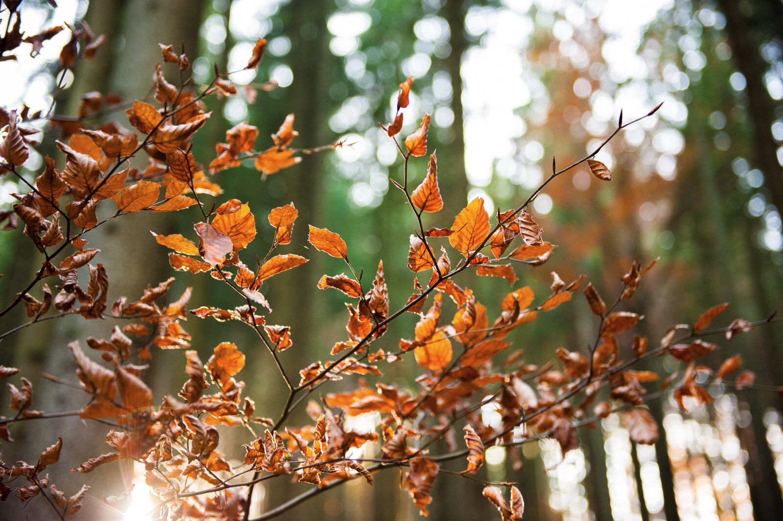 Nikon D700 sample photo. Forest, sun, autumn photography
