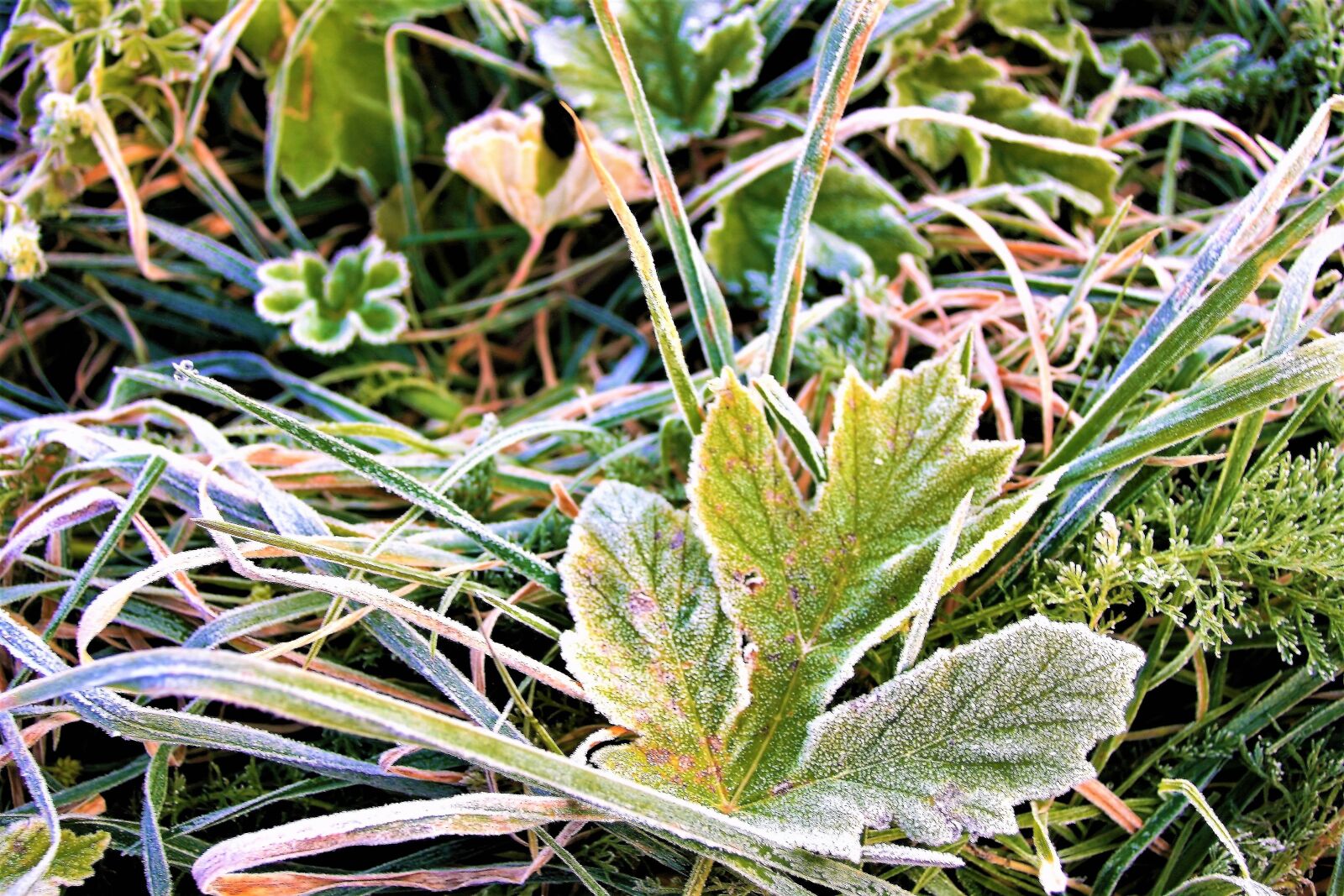 Canon EOS 400D (EOS Digital Rebel XTi / EOS Kiss Digital X) sample photo. Frost, morning, frozen leaf photography