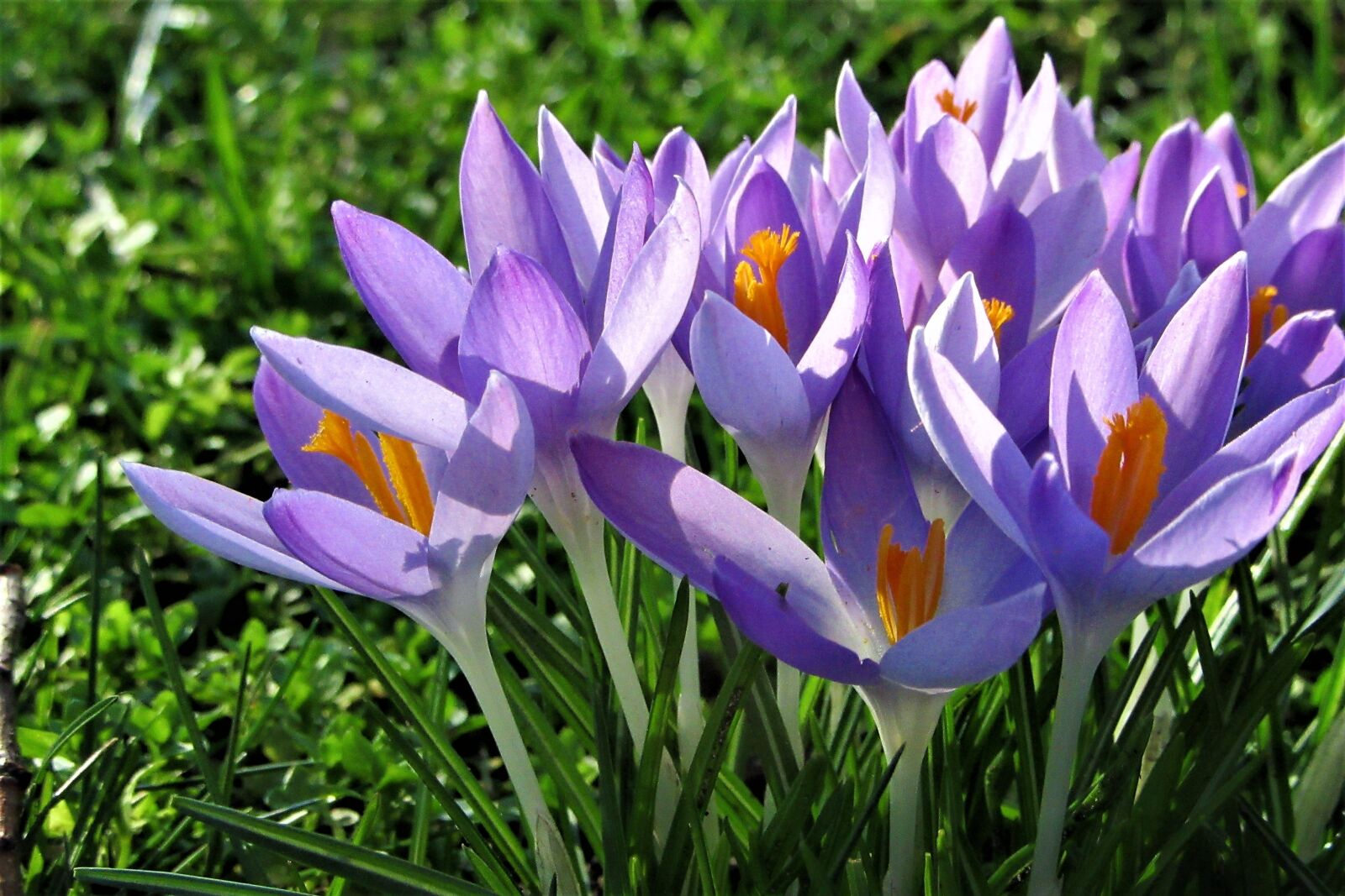 Canon PowerShot SX610 HS sample photo. Crocus, spring, flowers photography