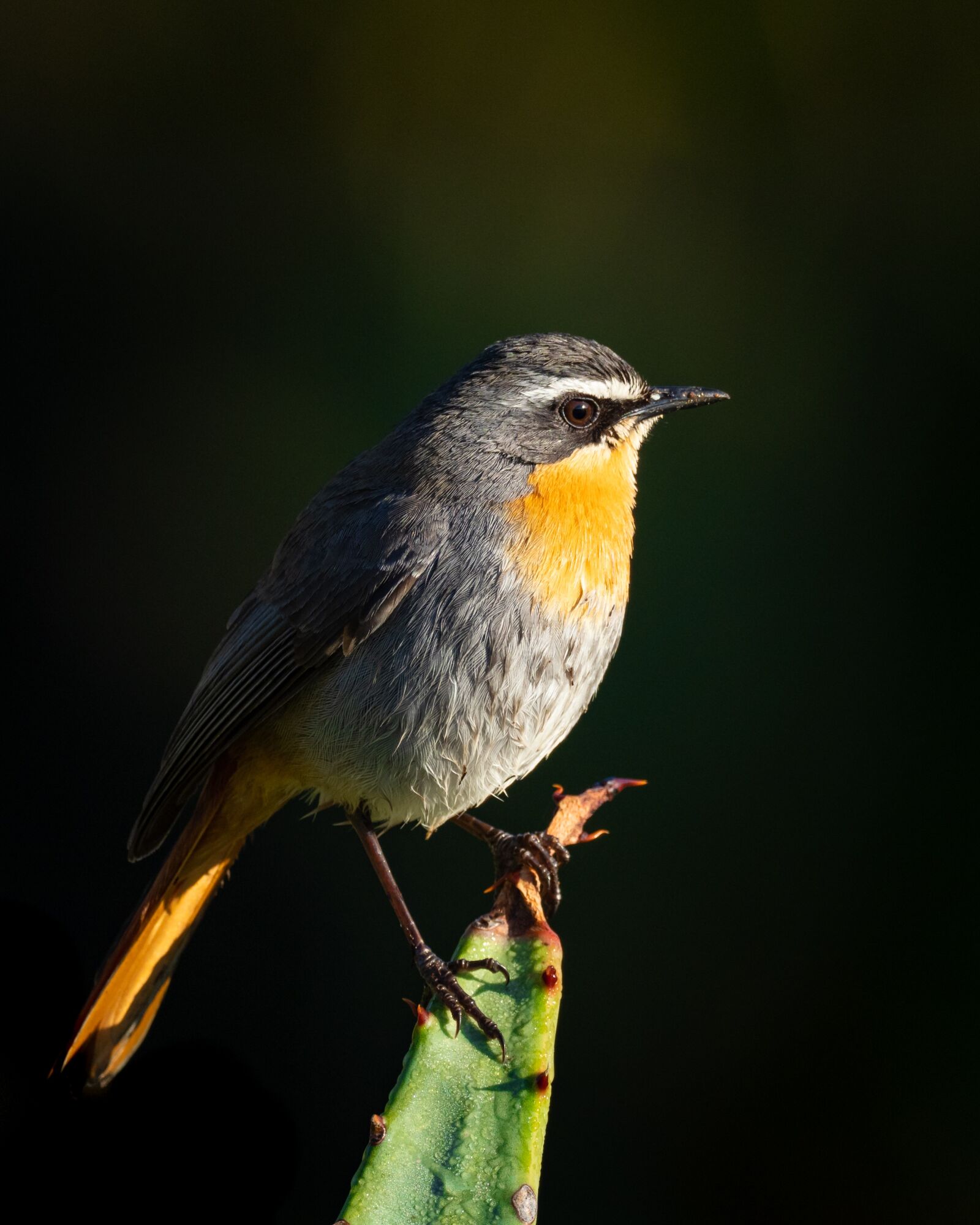 M.300mm F4.0 + MC-14 sample photo. Cape robin-chat, bird, animal photography