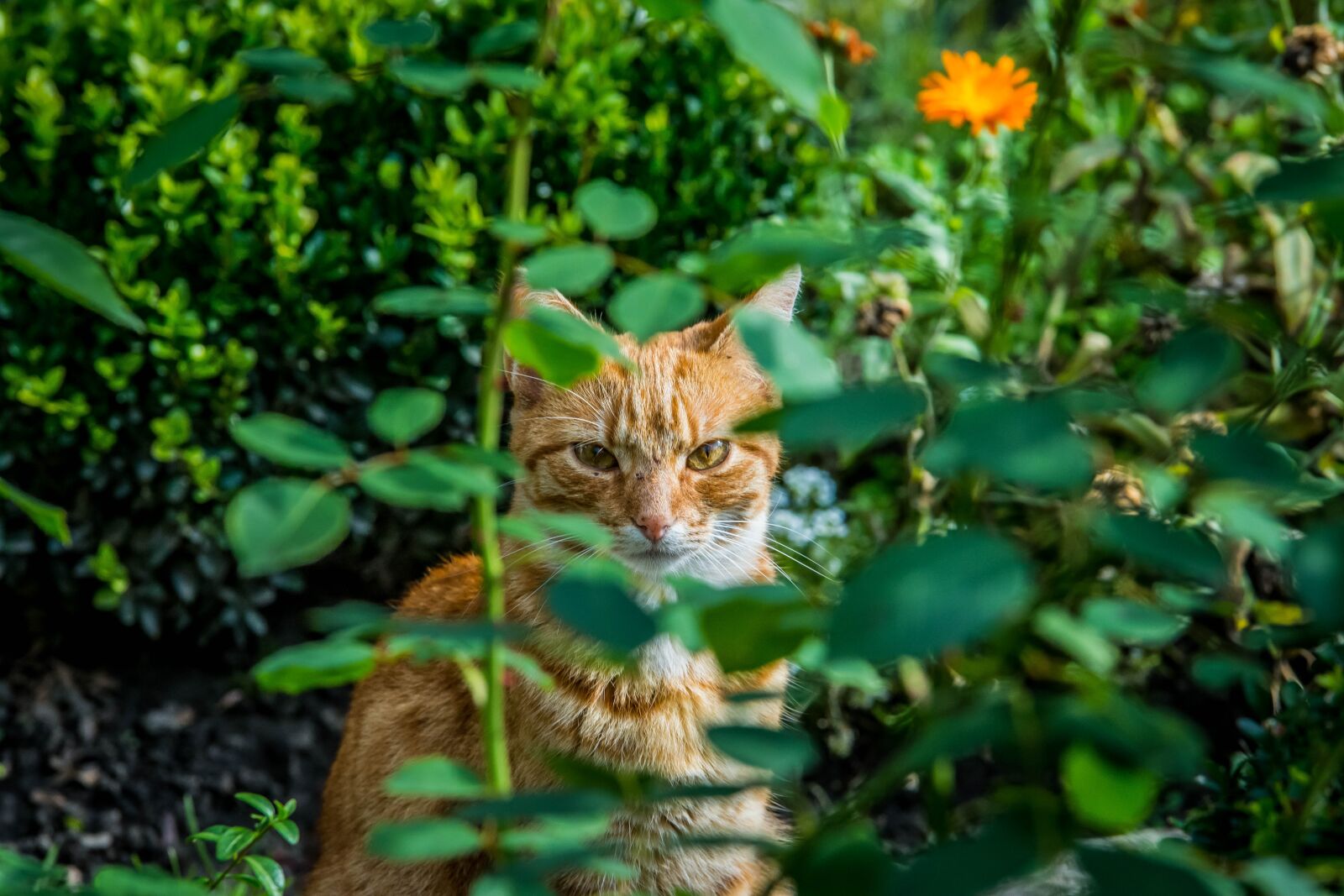 Nikon D7200 sample photo. Roses, flowers, cat photography