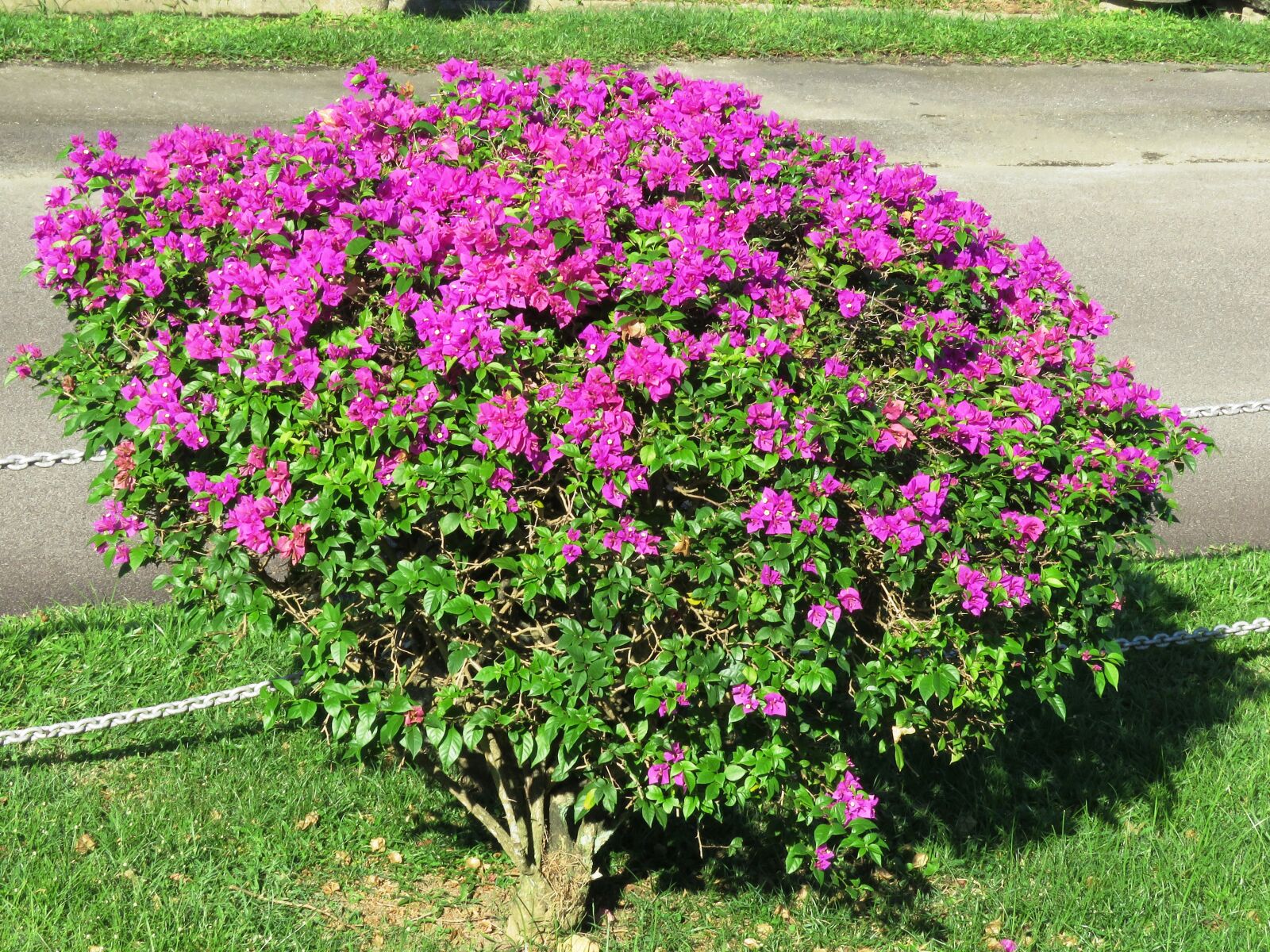 Canon PowerShot SX60 HS sample photo