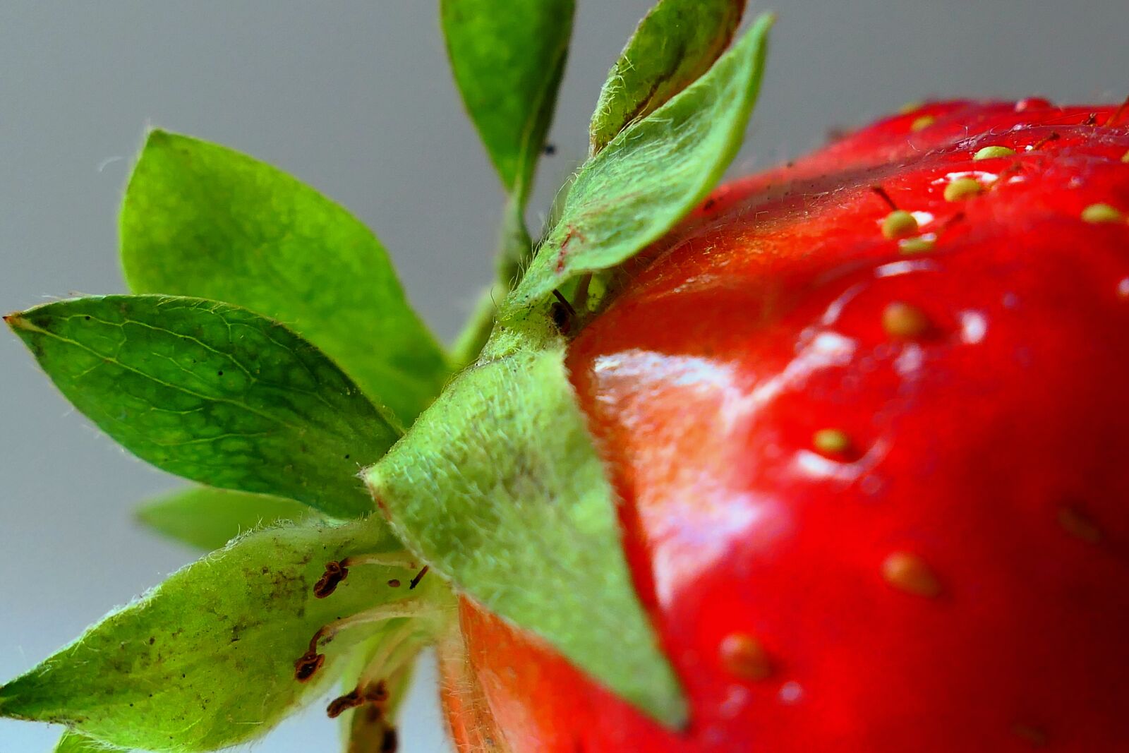 Panasonic Lumix DMC-LX10 (Lumix DMC-LX15) sample photo. Strawberry, fruit, vitamins photography
