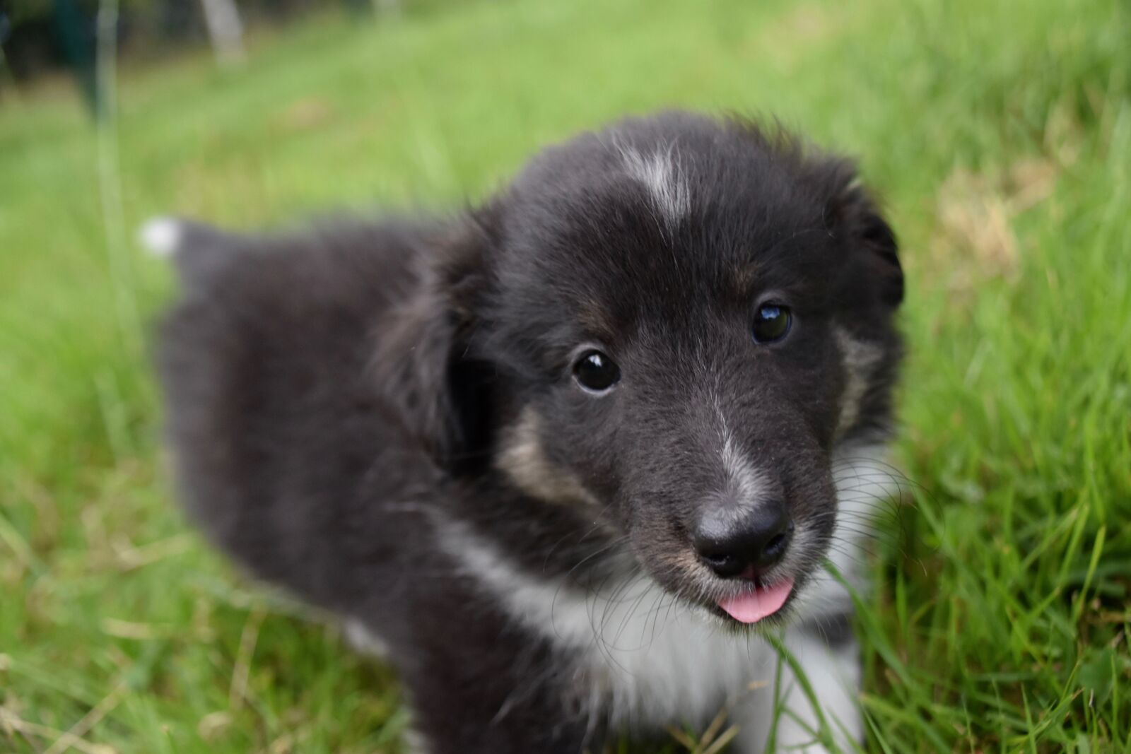 Nikon D5600 sample photo. Puppy, pup, dog shetland photography