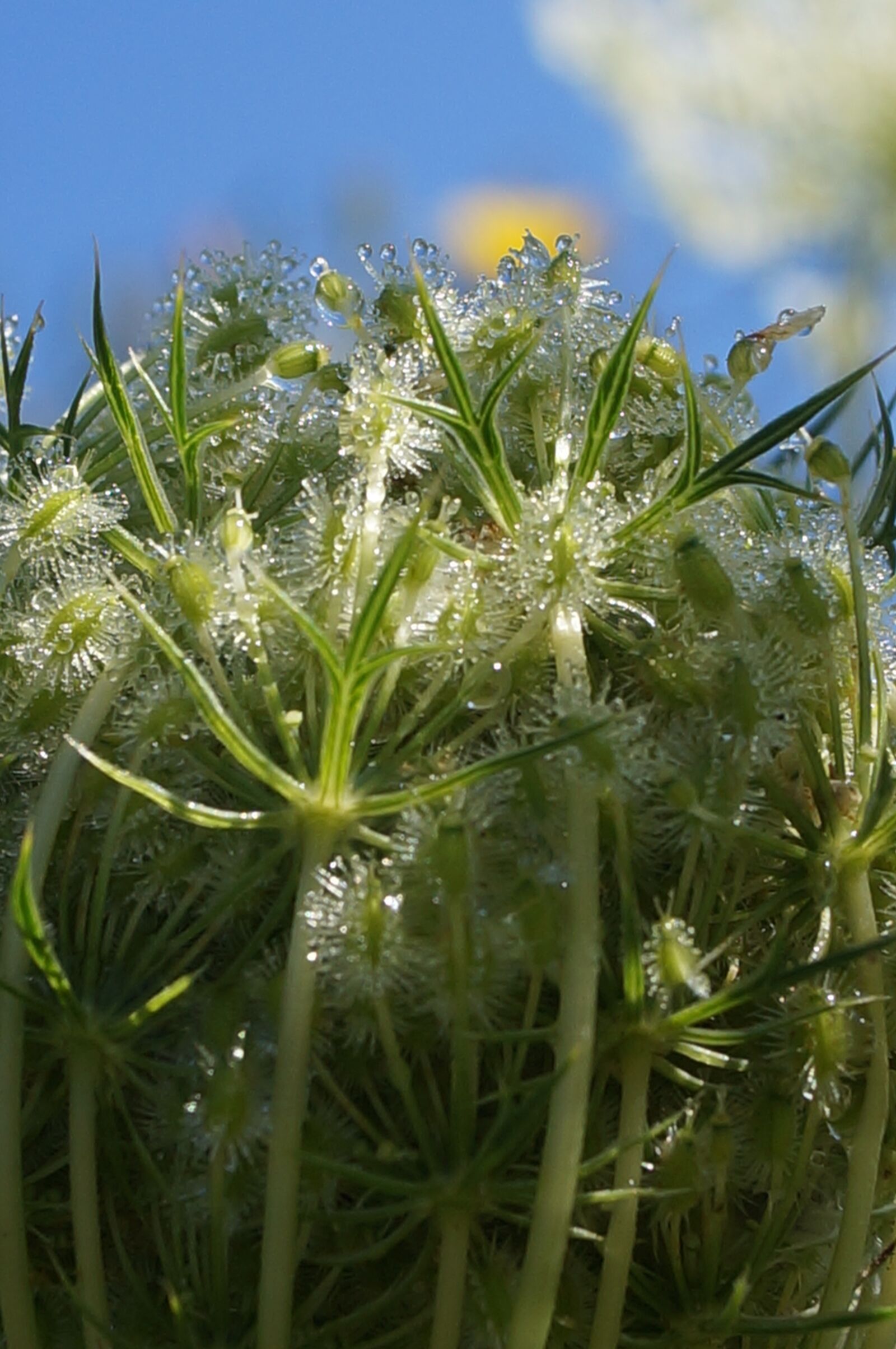 Sony SLT-A57 sample photo. Queen anne's lace, wet photography