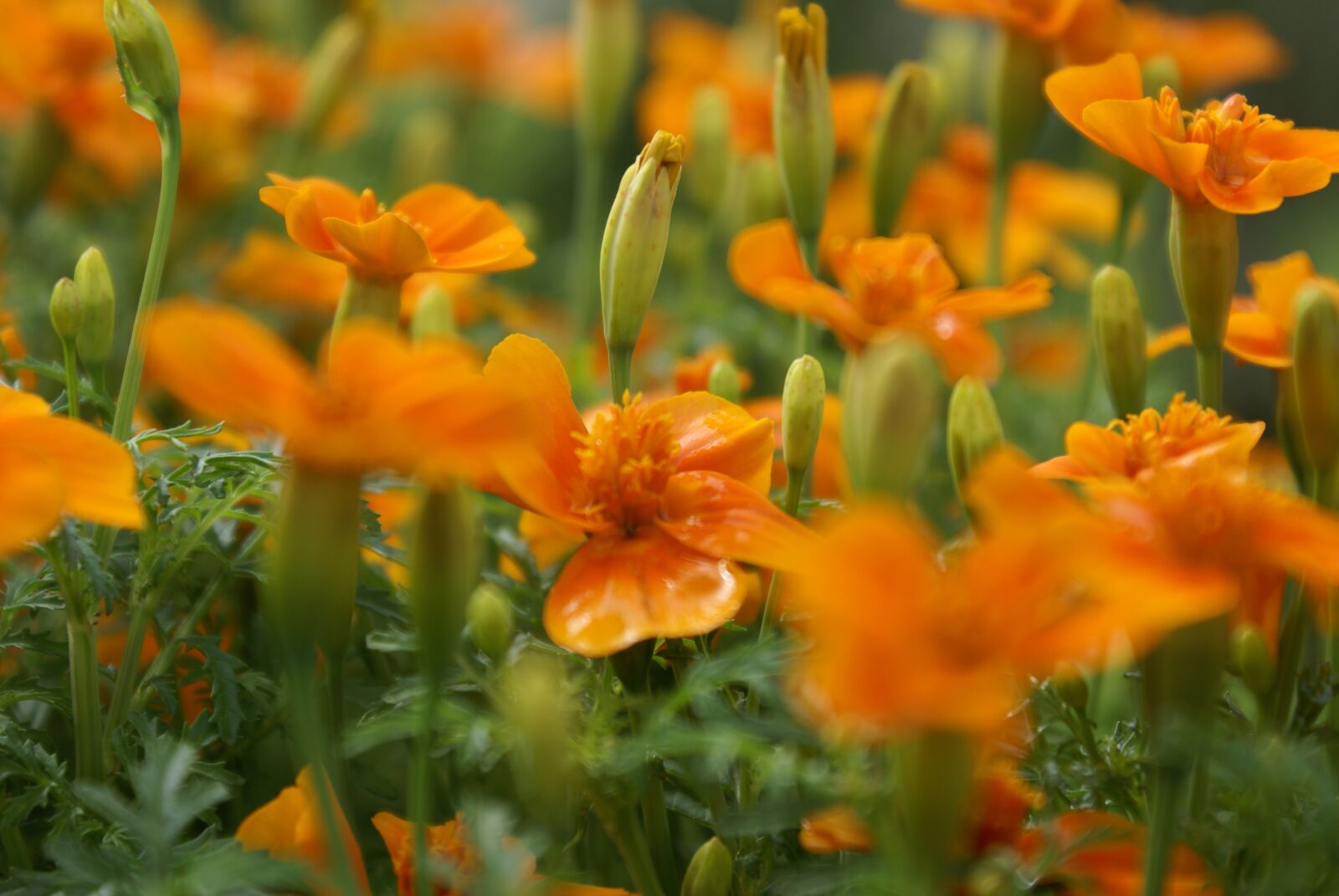 Sony Alpha DSLR-A100 sample photo. Flowers, orange, marigold photography