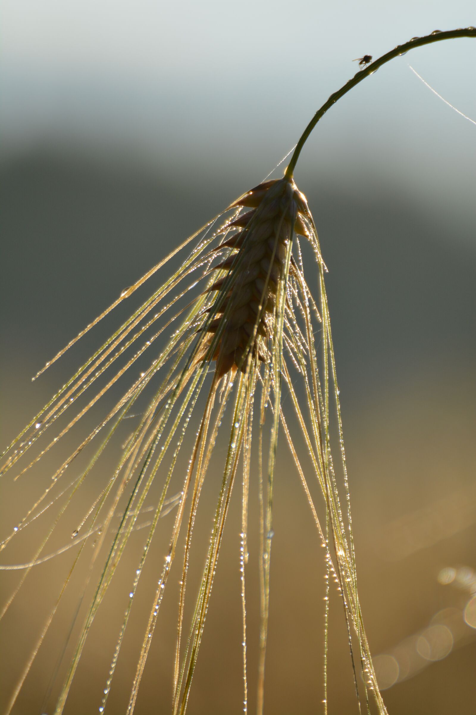 Nikon D5200 sample photo. Nature, outdoor, himmel photography