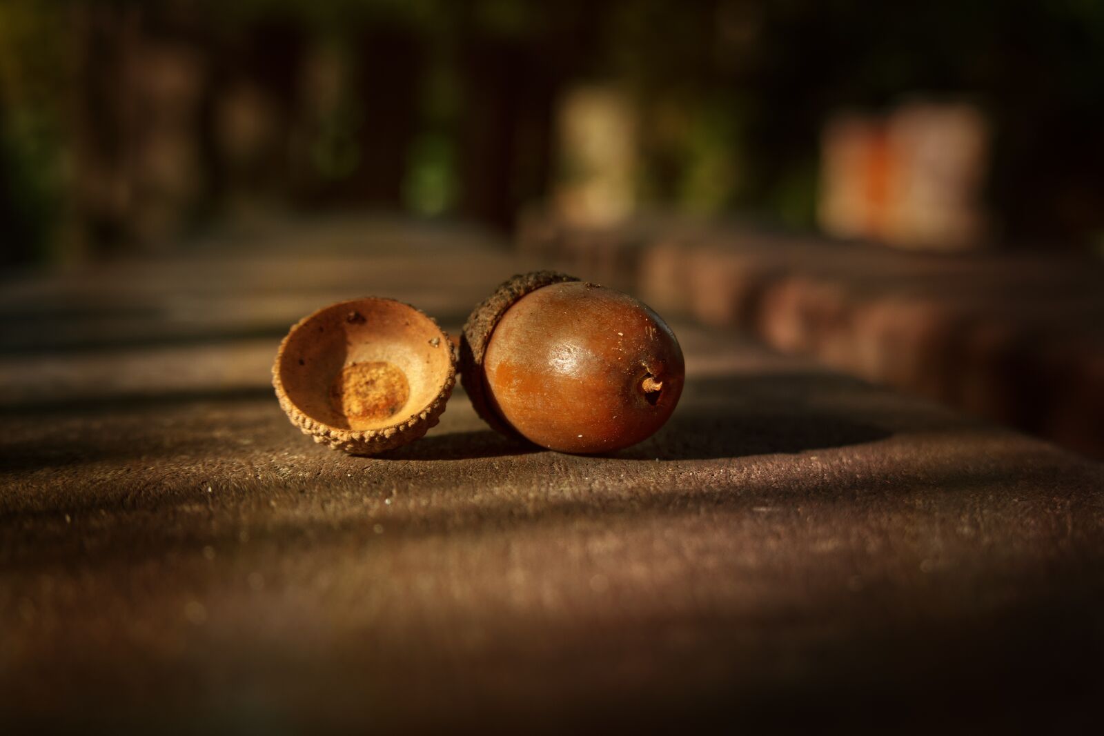 Sony Cyber-shot DSC-RX100 VI sample photo. Acorn, forest, nuts photography
