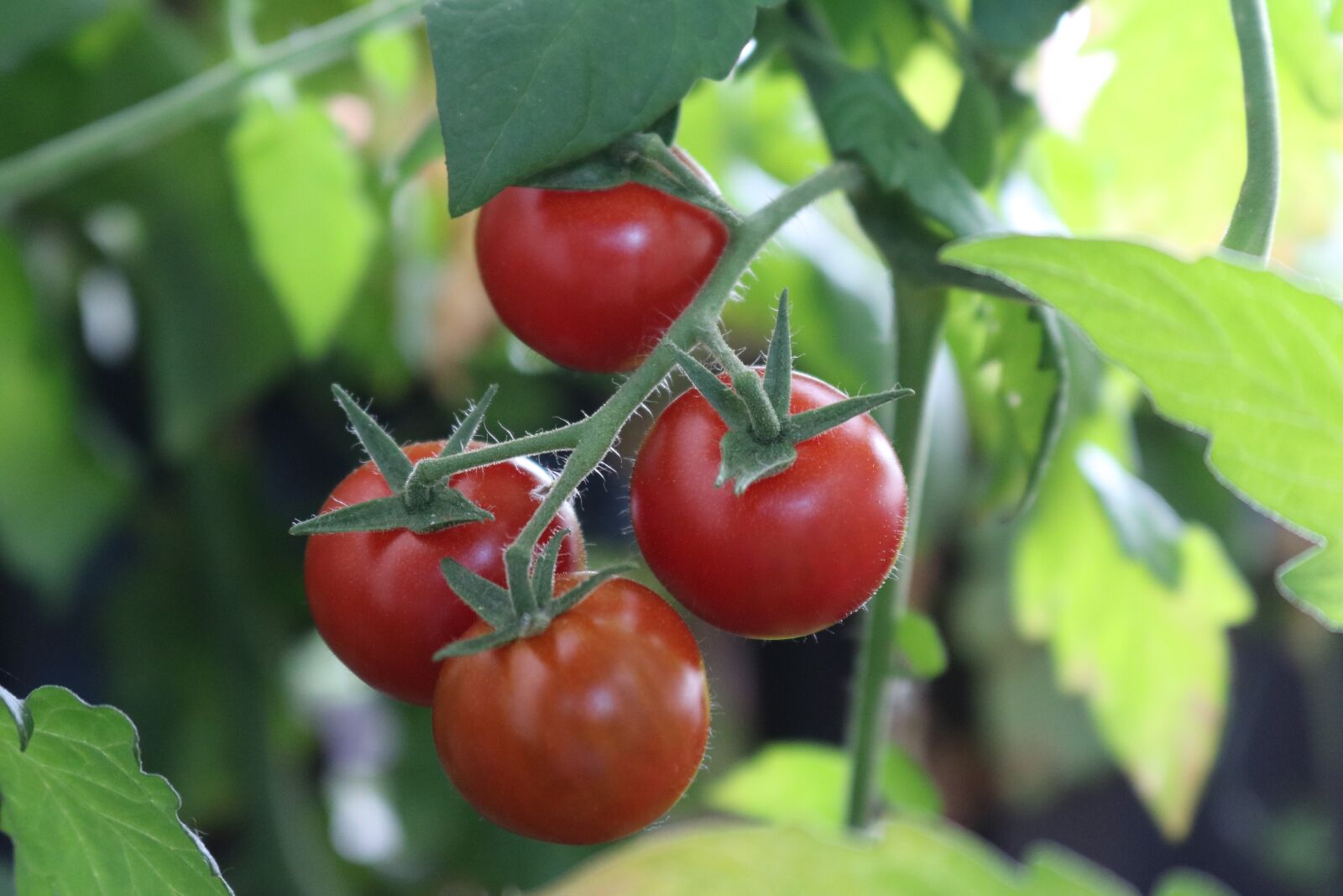 Canon EOS 750D (EOS Rebel T6i / EOS Kiss X8i) sample photo. Bush tomatoes, tomatoes, nachtschattengew photography