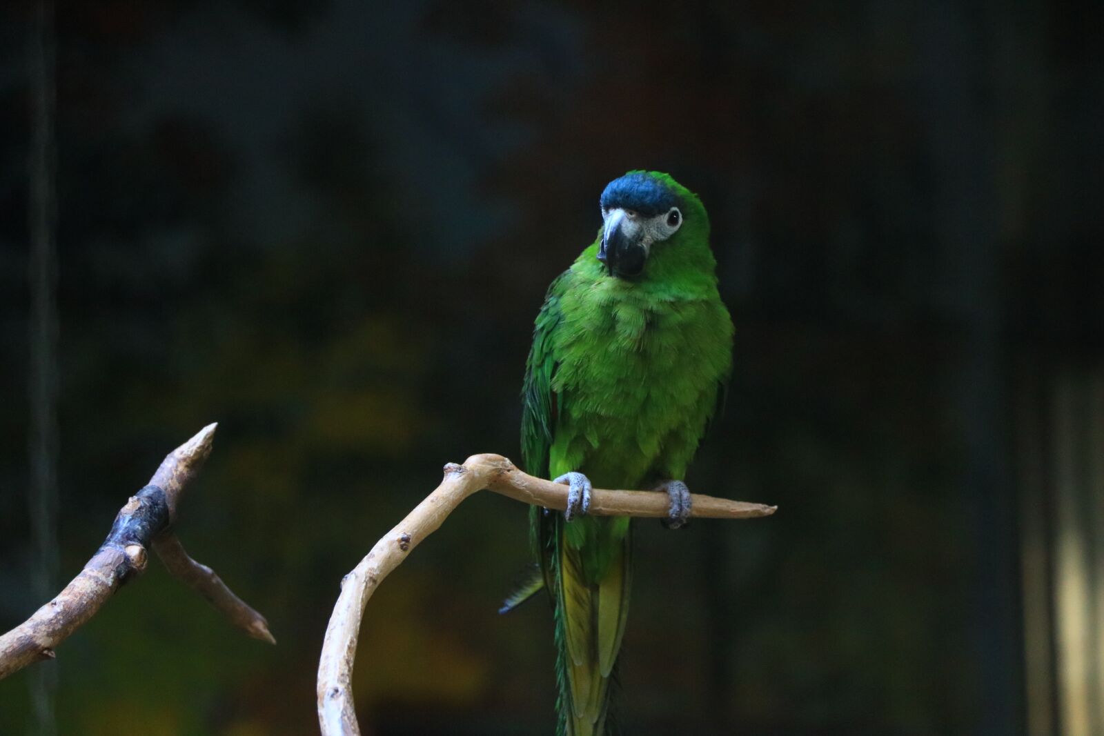 Canon EOS 760D (EOS Rebel T6s / EOS 8000D) sample photo. Bird, wildlife, wings photography